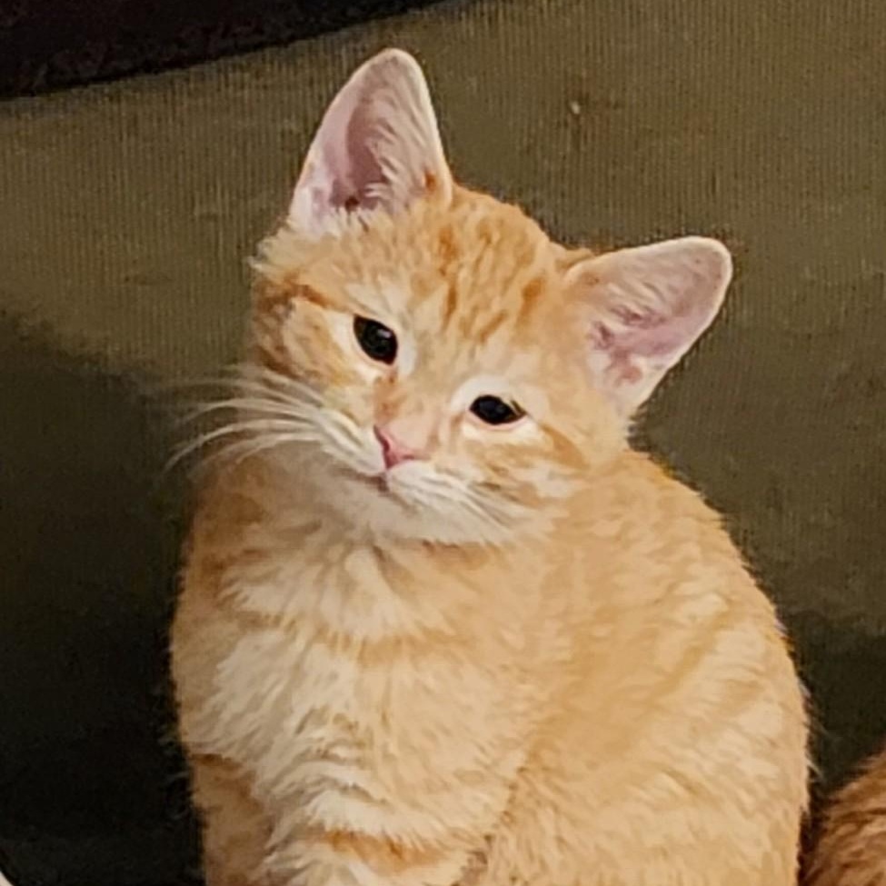 Enlarge Ziig, a Adoptable Domestic Short Hair in Greenwood, IN image 1/4