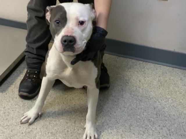 Enlarge NIPSEY, a Adoptable mixed breed in Visalia, CA image 1/1