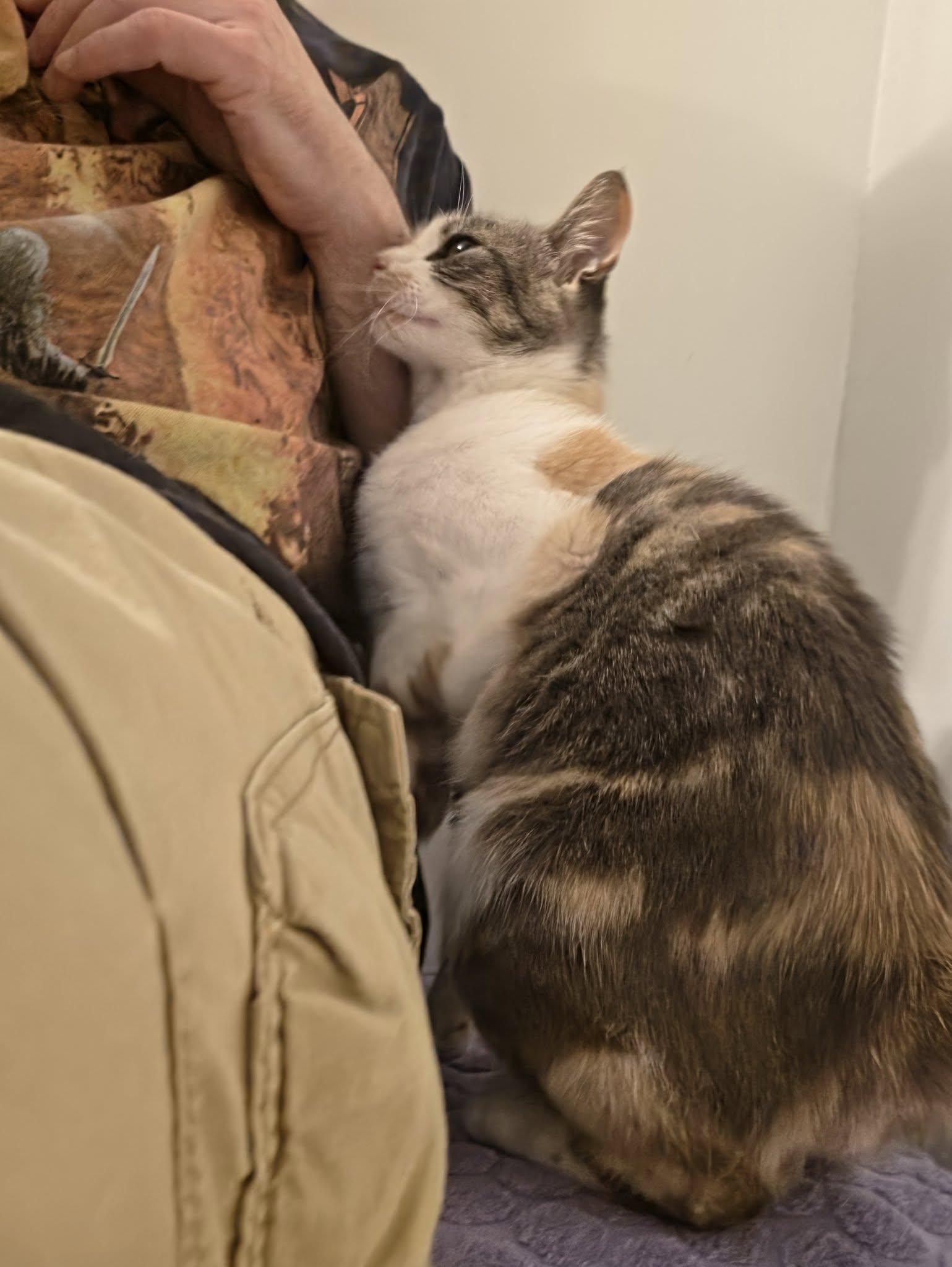 Enlarge Sky, an adoptable Dilute Calico in Delmar, NY image 3/3