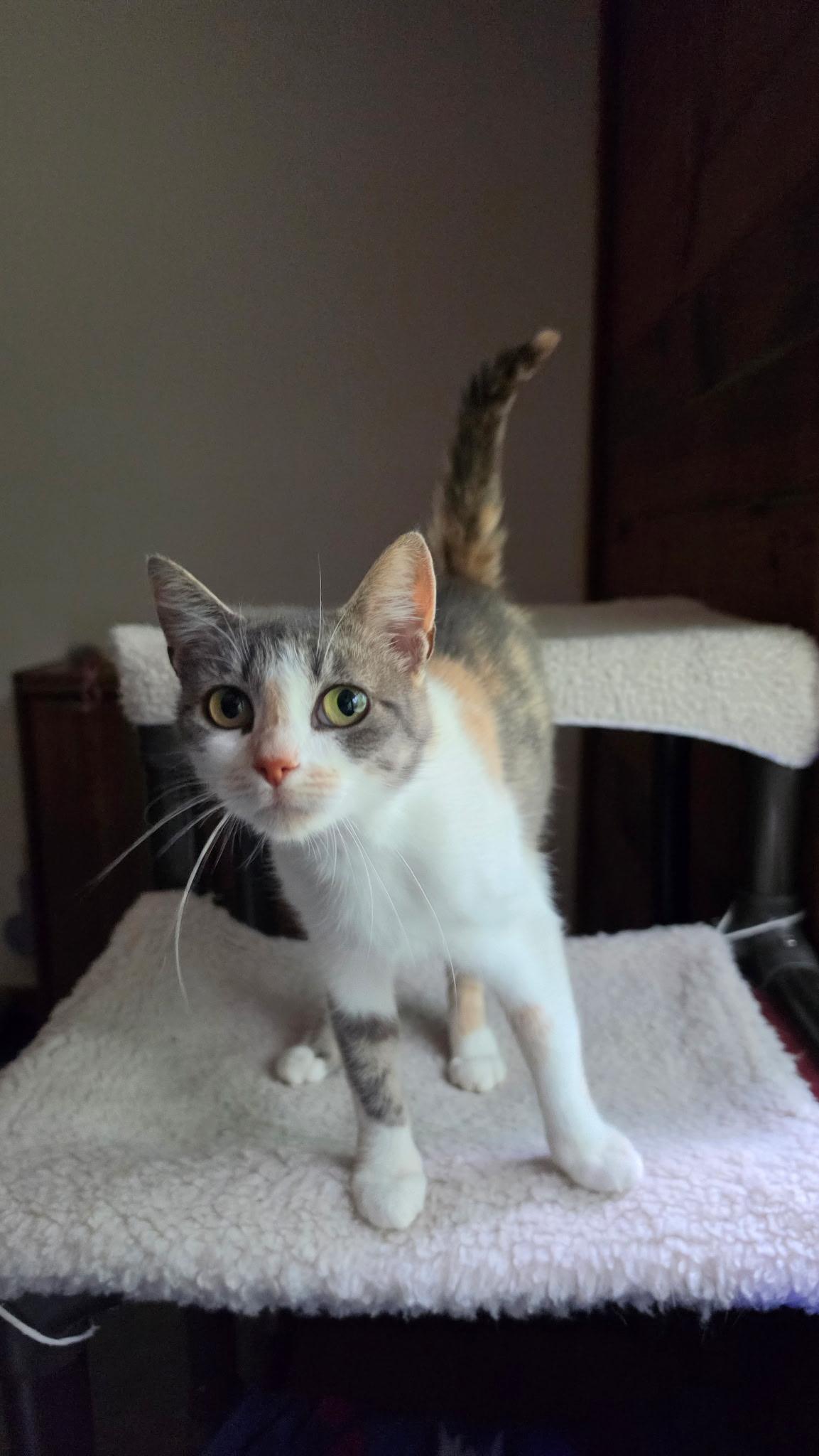 Sky, adoptable, Adult Female Dilute Calico.