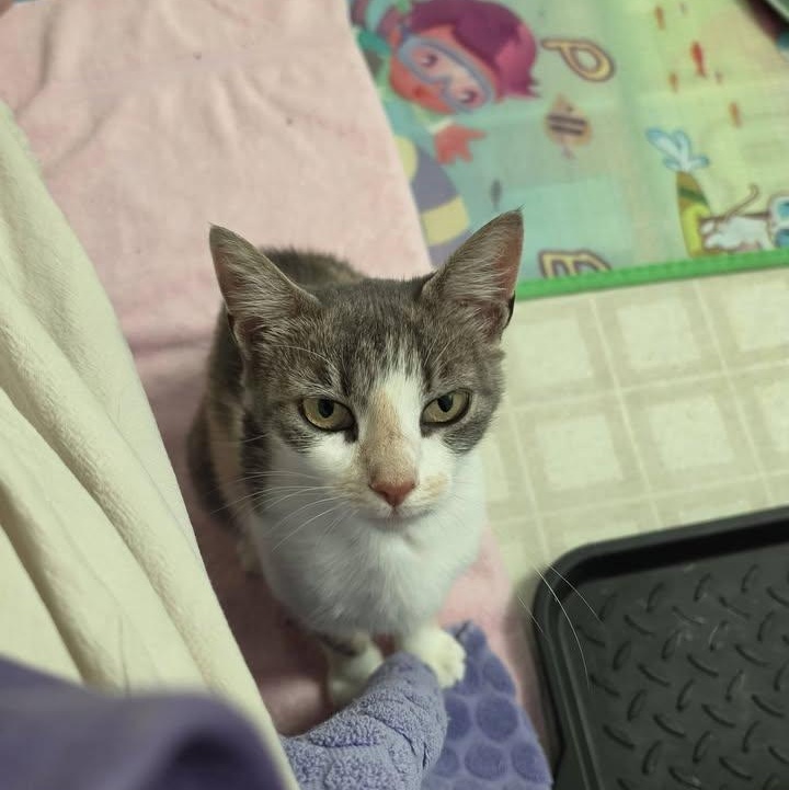 Enlarge Sky, an adoptable Dilute Calico in Delmar, NY image 2/3