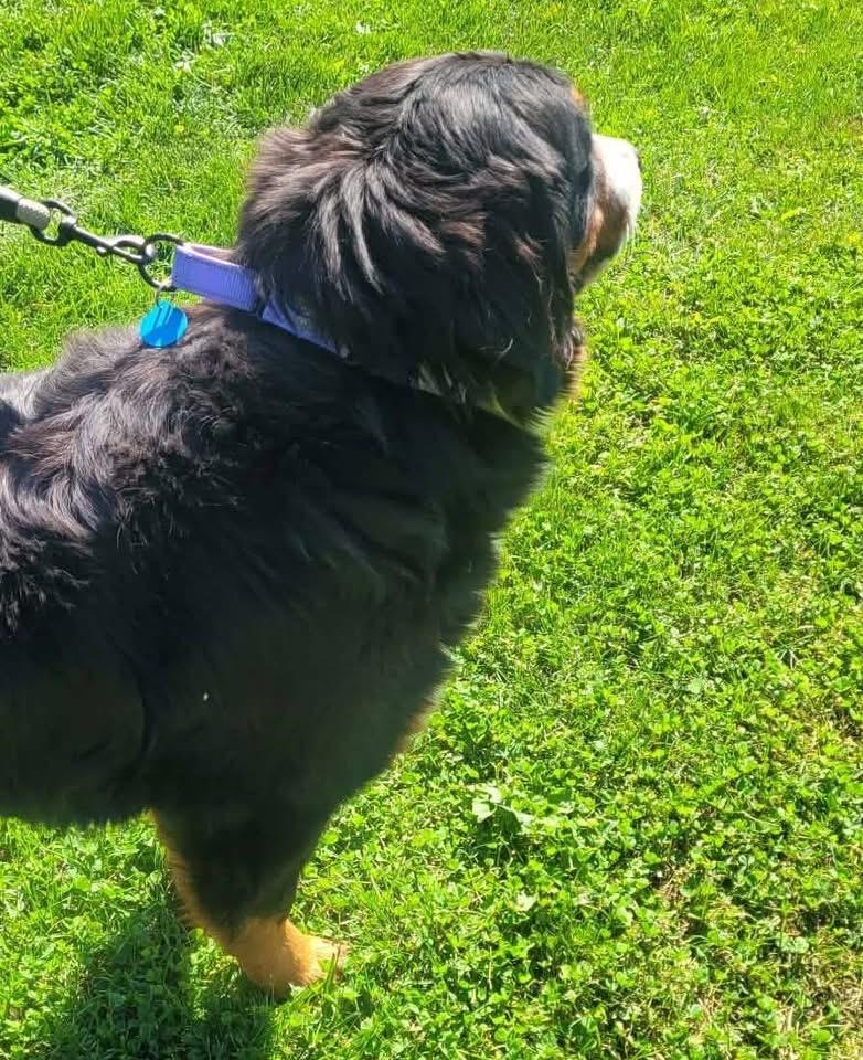 Enlarge Laney, a Adoptable Bernese Mountain Dog in St. Clairsville, OH image 4/4