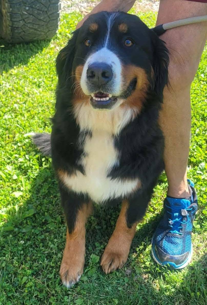 Enlarge Laney, a Adoptable Bernese Mountain Dog in St. Clairsville, OH image 2/4