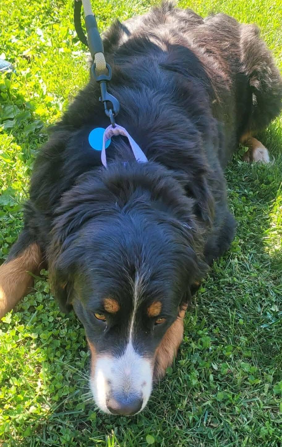Enlarge Laney, a Adoptable Bernese Mountain Dog in St. Clairsville, OH image 3/4