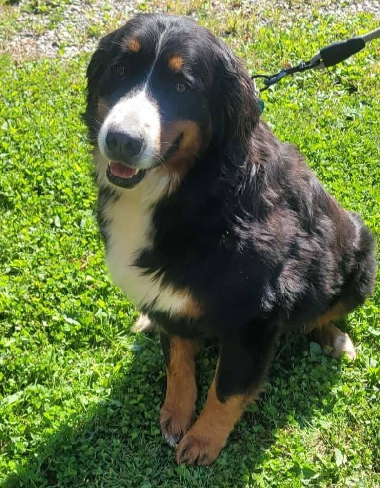 Laney, Adoptable, Young Female Bernese Mountain Dog.