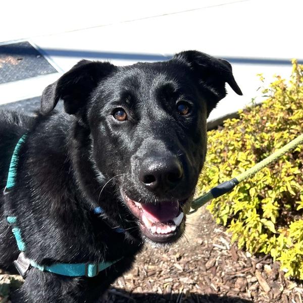 Enlarge Phoenix, a Adoptable mixed breed in Walnut Creek, CA image 2/2