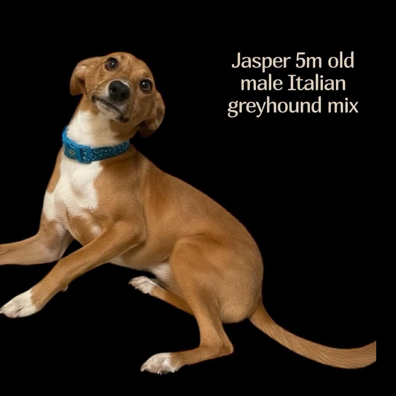 Enlarge Jasper, an adopted mixed breed in Walker, LA image 1/2