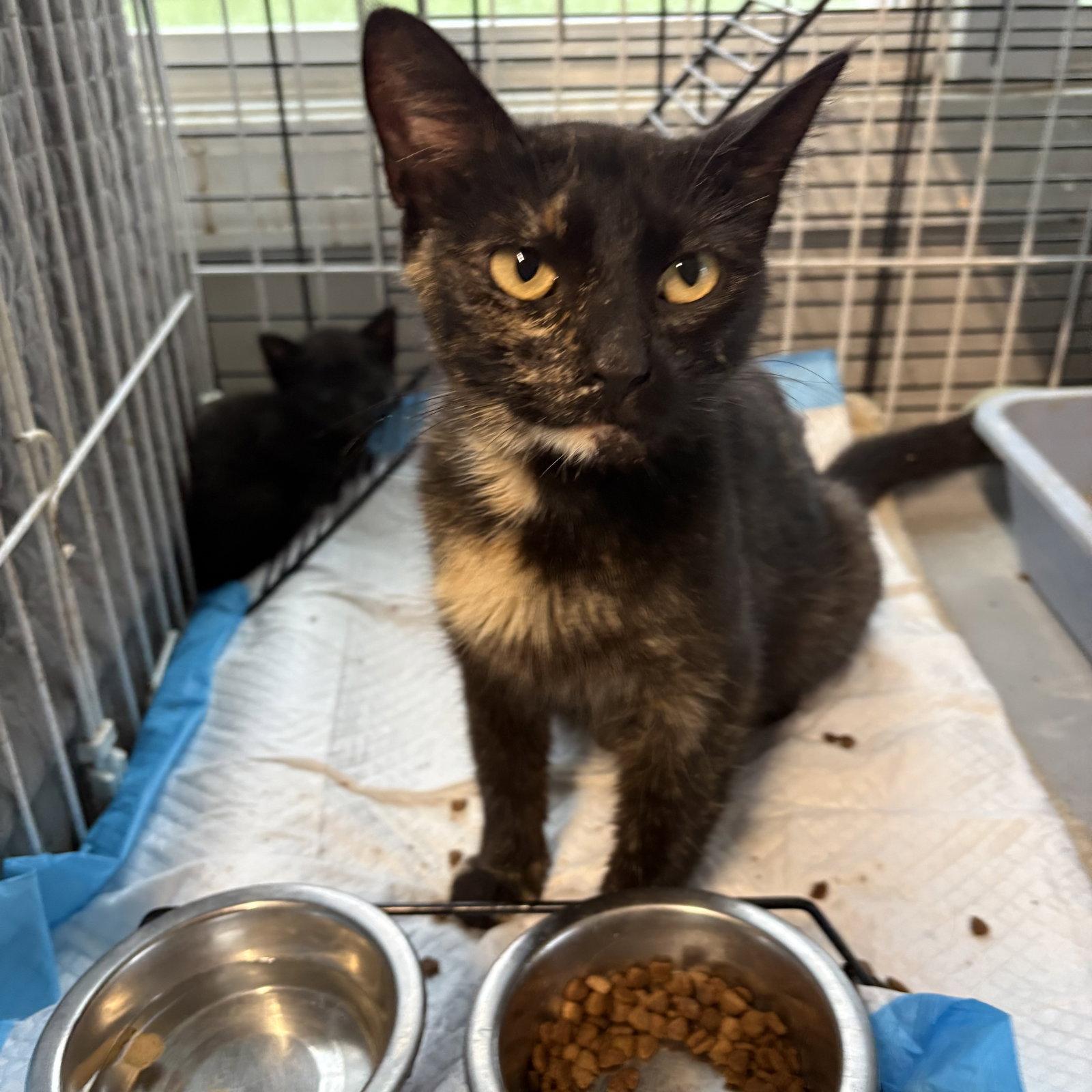 Tirimasu ( mb) plus 5 dob 17 may 26, a Adoptable mixed breed in White Bluff, TN image 1/2