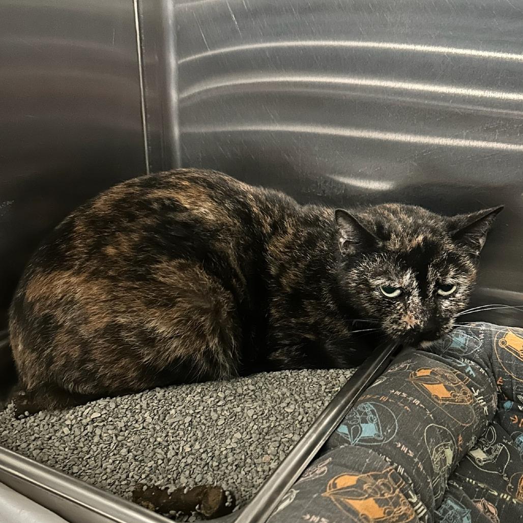 ACON-Stray-12812, Adoptable, Young Female Domestic Short Hair.