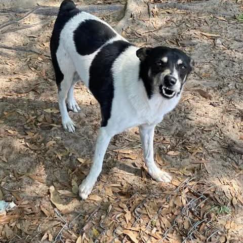river, Adoptable, Senior Female Rat Terrier.