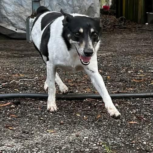 river, a Adoptable Rat Terrier in Eufaula, AL image 2/3