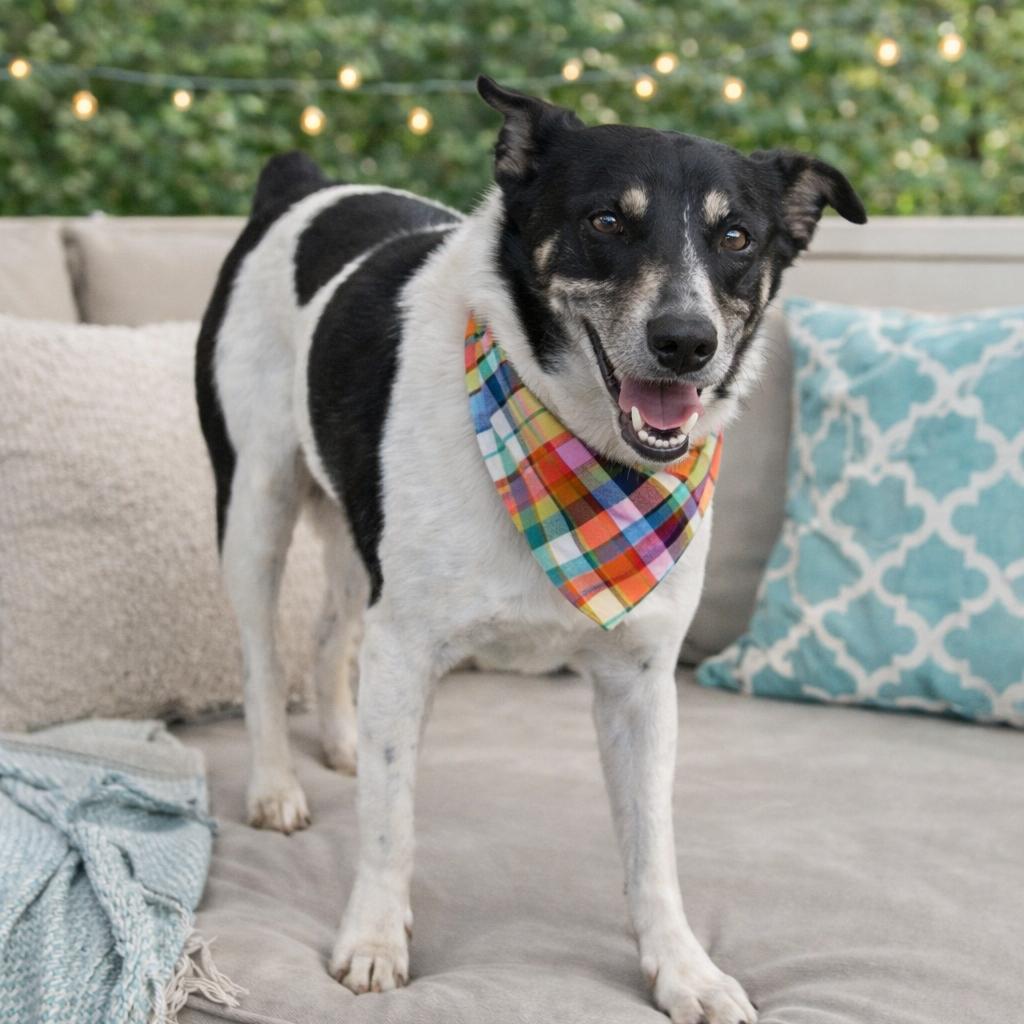 river, a Adoptable Rat Terrier in Eufaula, AL image 3/3