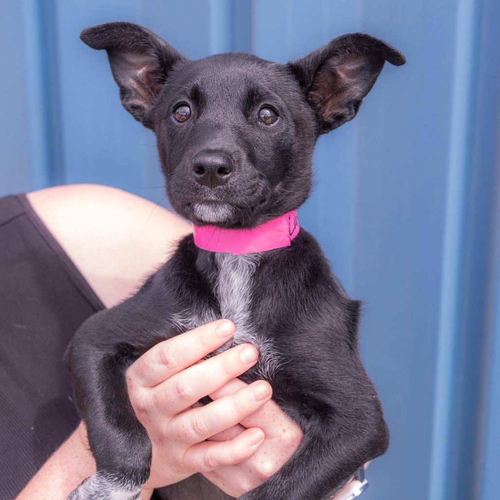 Enlarge Lucy, a Adoptable mixed breed in Albuquerque, NM image 1/2