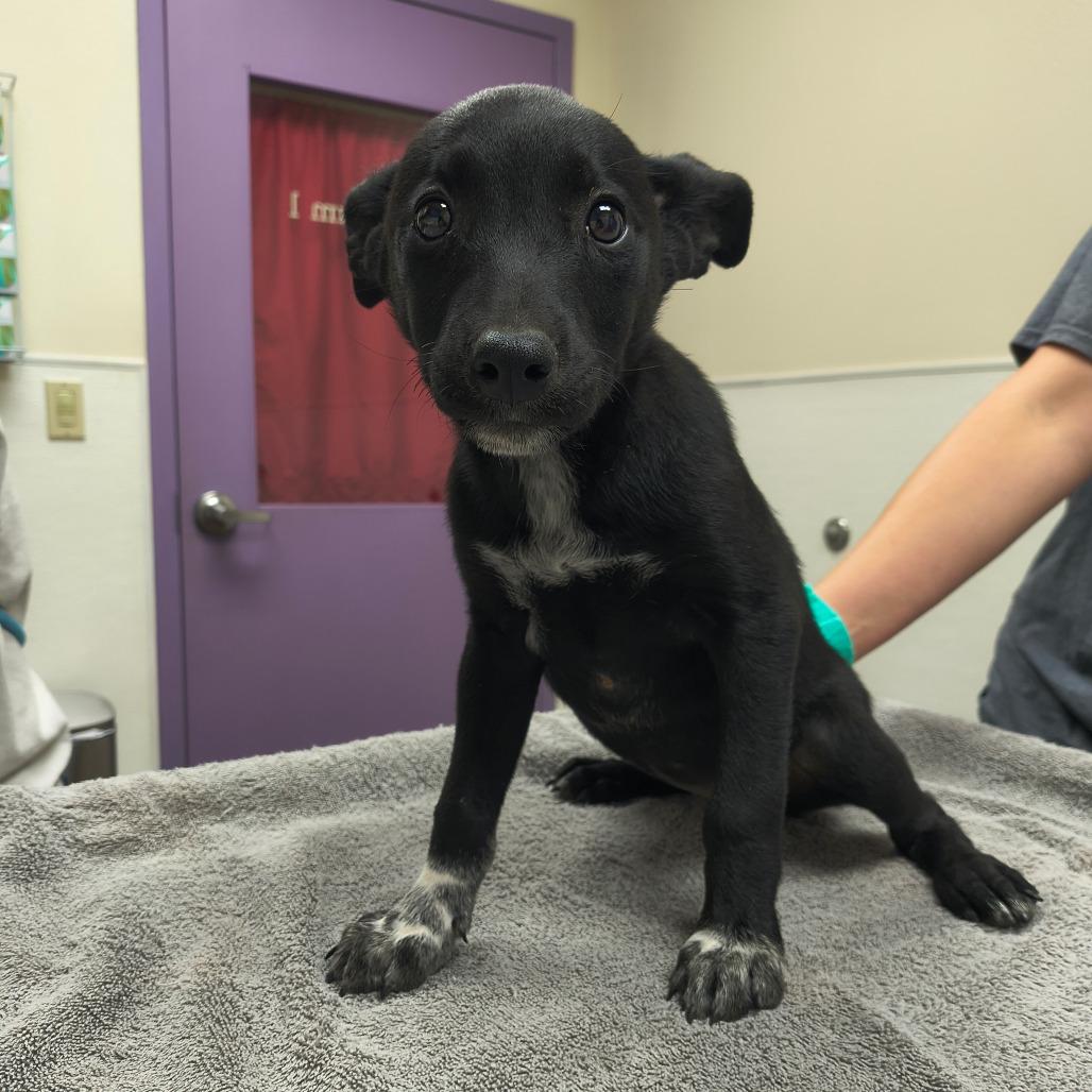 Enlarge Lucy, a Adoptable mixed breed in Albuquerque, NM image 2/2
