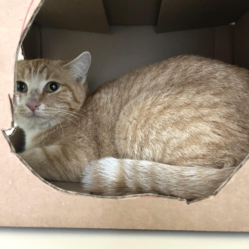 Barn Cat (Orangey), Adoptable, Adult Female Domestic Short Hair.