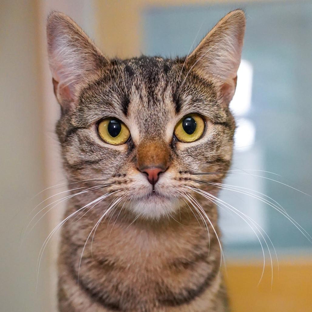 Enlarge Question, a Adoptable Domestic Short Hair in Thomaston, ME image 1/3