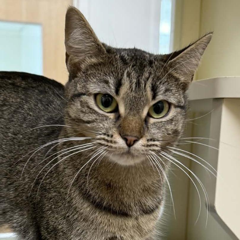 Enlarge Question, a Adoptable Domestic Short Hair in Thomaston, ME image 2/3