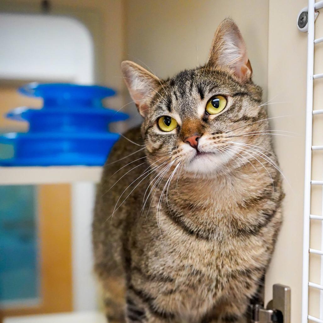 Question, a Adoptable Domestic Short Hair in Thomaston, ME image 3/4