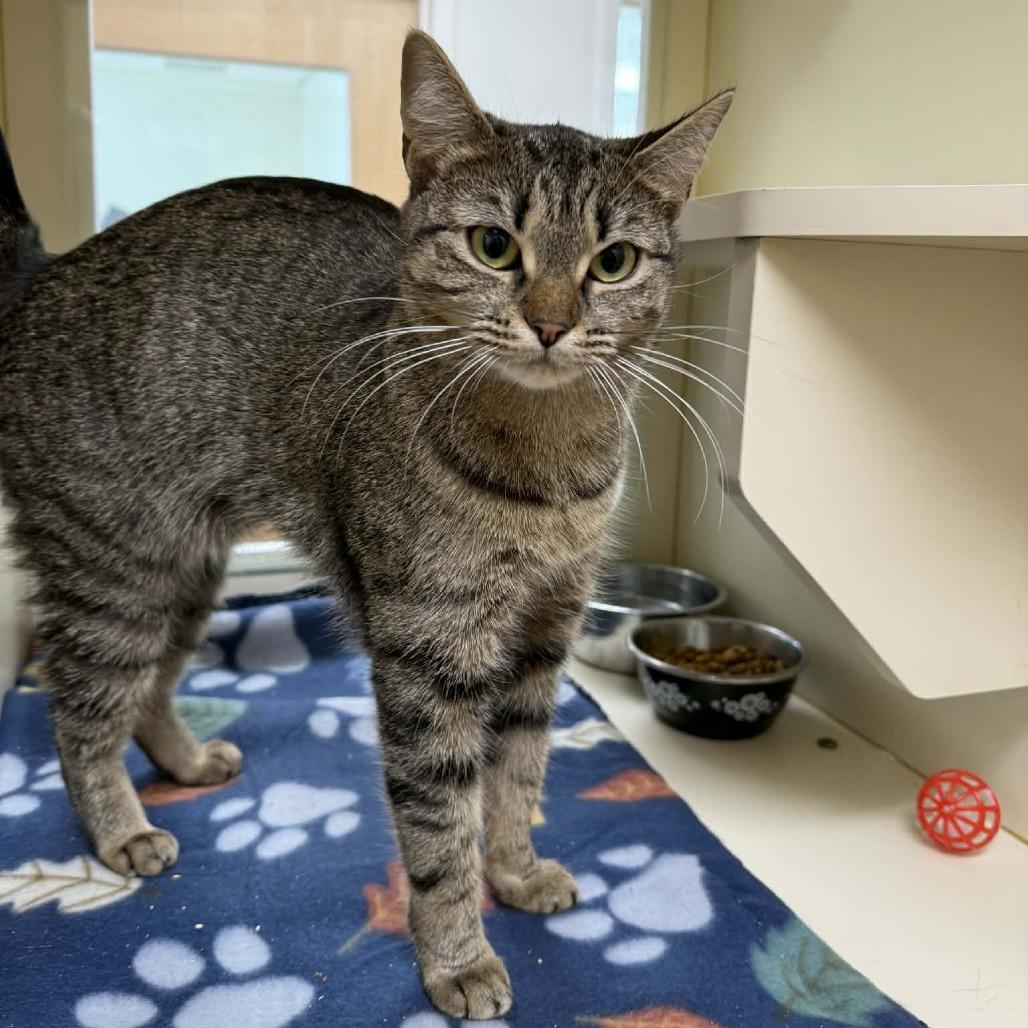 Enlarge Question, a Adoptable Domestic Short Hair in Thomaston, ME image 3/3