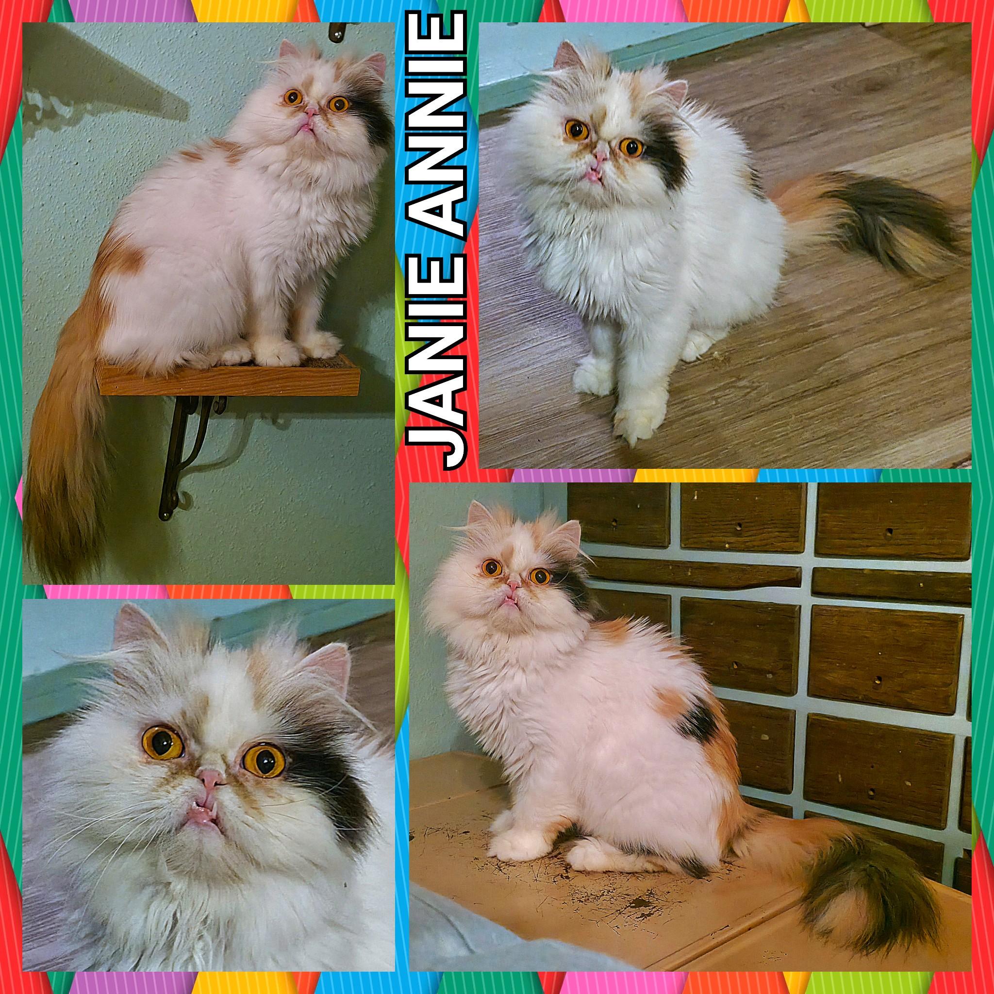 Janie Annie, a ADOPTABLE Persian in Converse, TX image 6/6