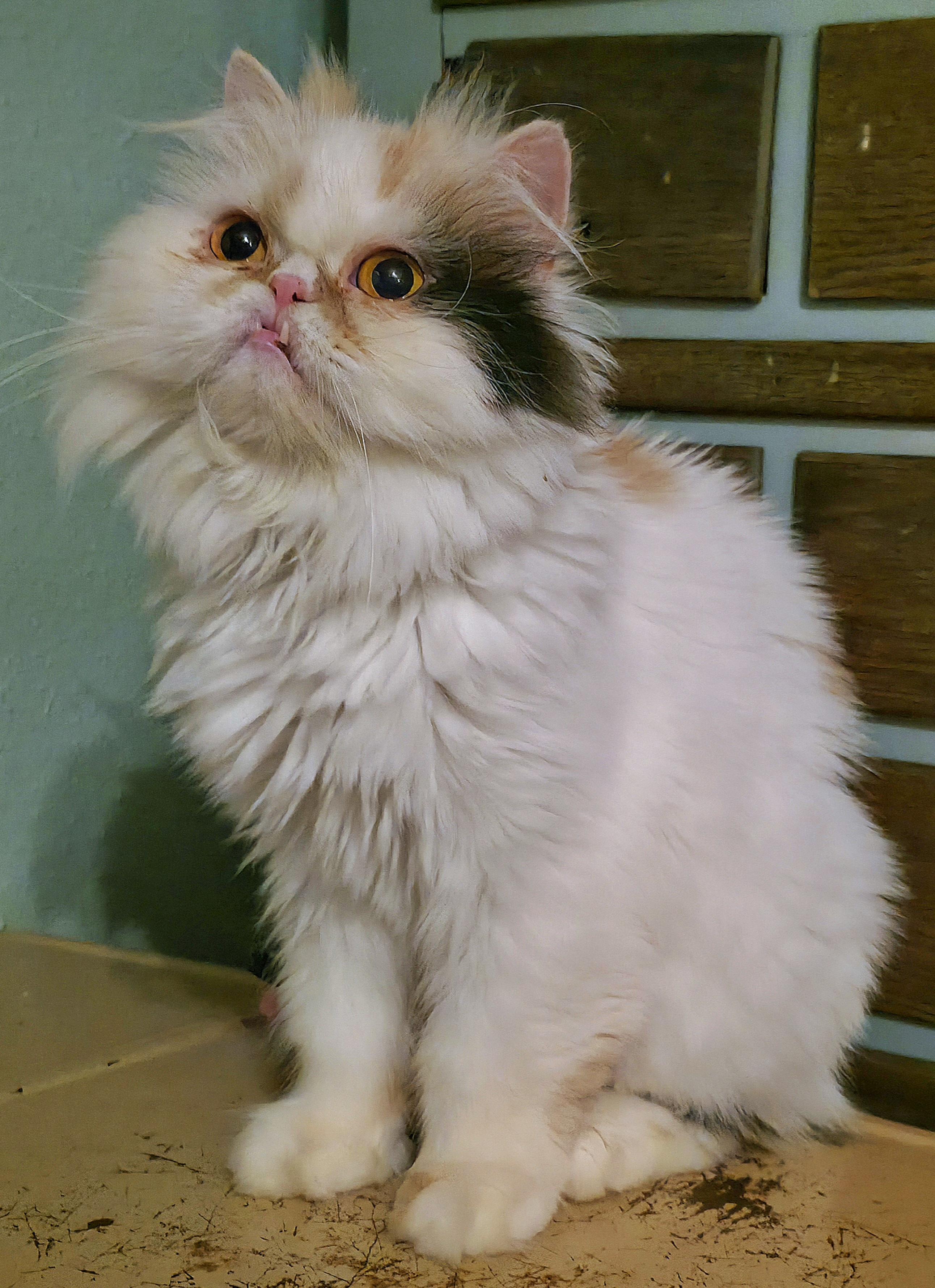 Janie Annie, a ADOPTABLE Persian in Converse, TX image 2/6