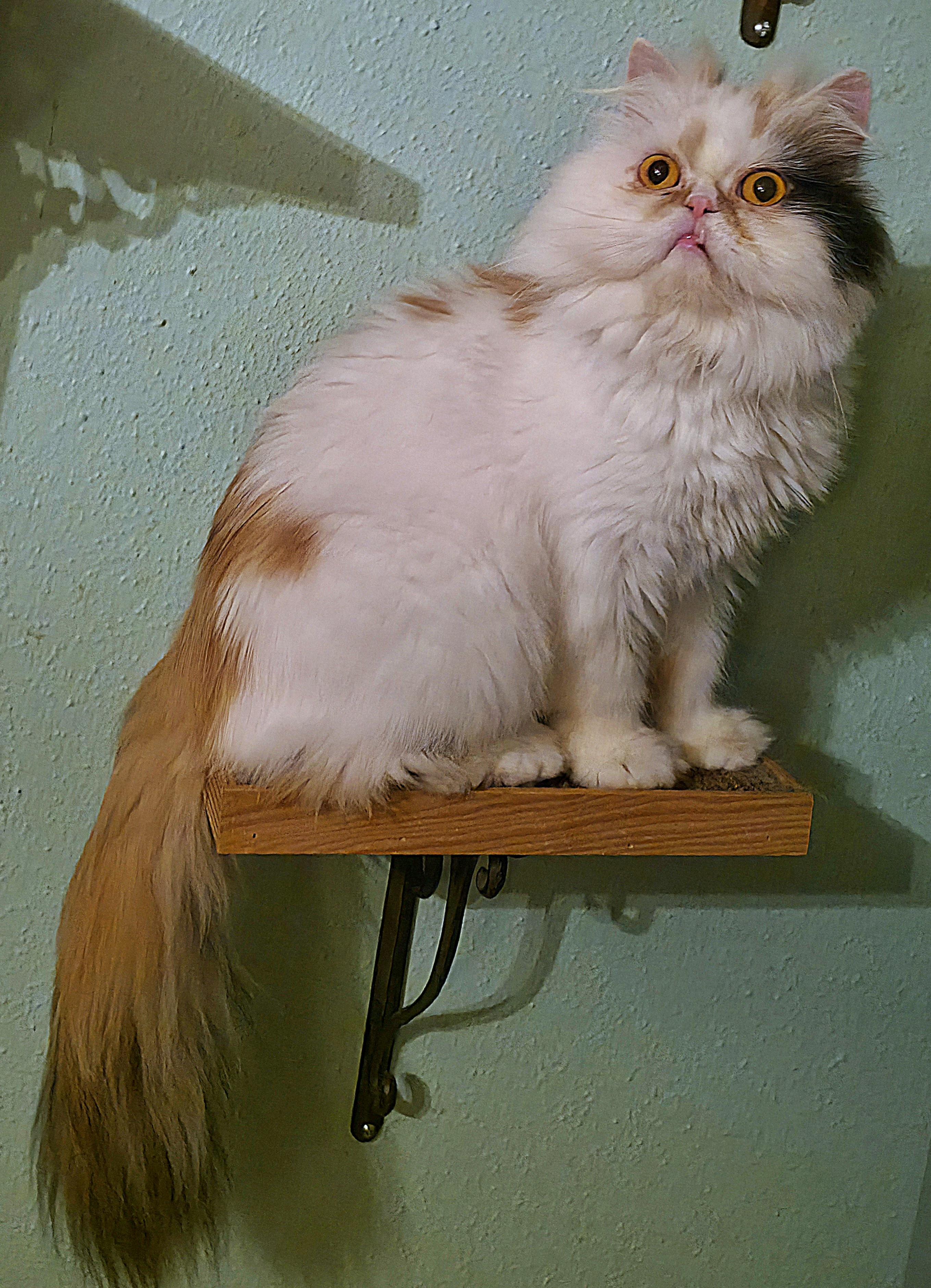 Janie Annie, a ADOPTABLE Persian in Converse, TX image 5/6