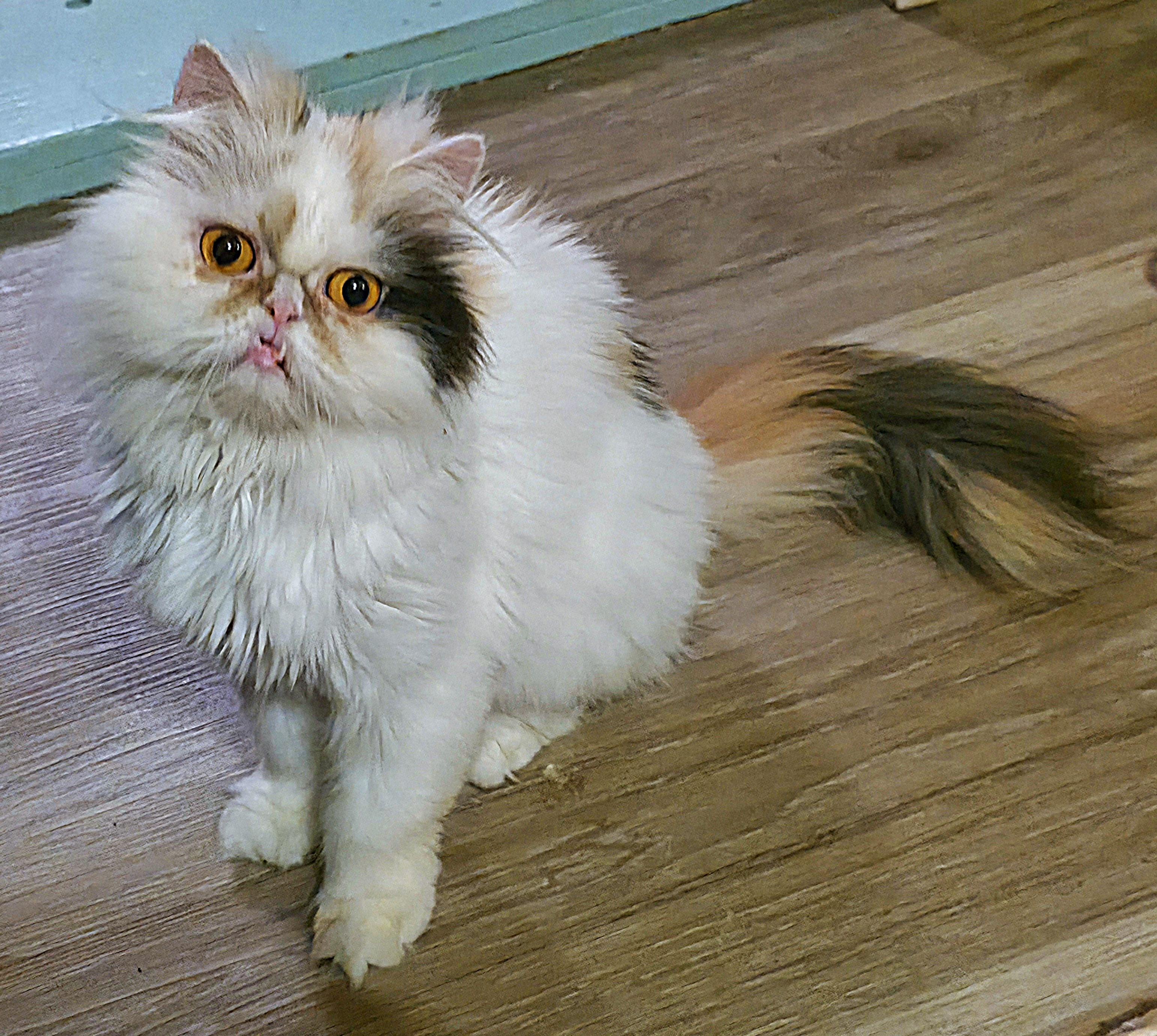 Janie Annie, a ADOPTABLE Persian in Converse, TX image 3/6