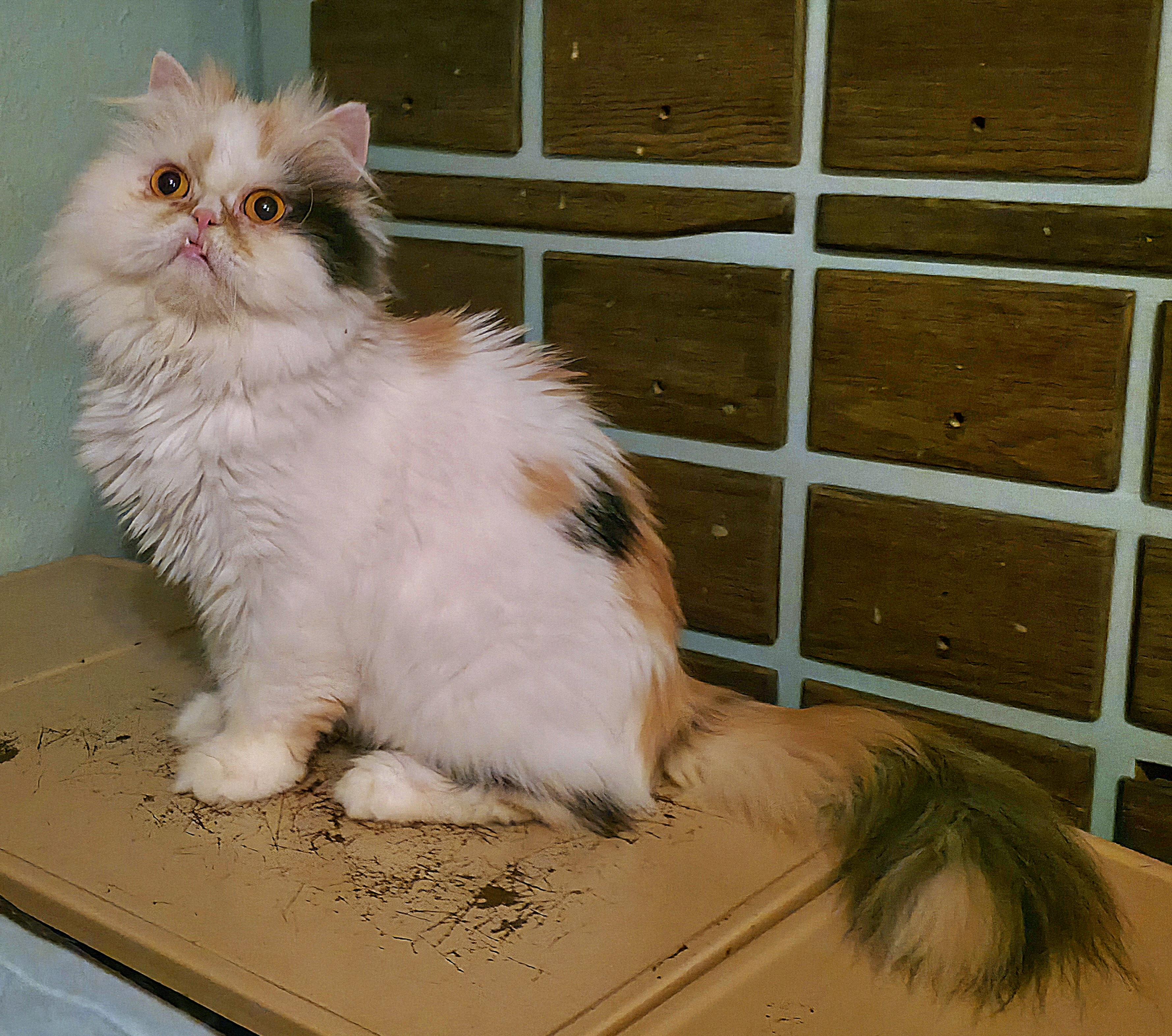 Janie Annie, a ADOPTABLE Persian in Converse, TX image 4/6