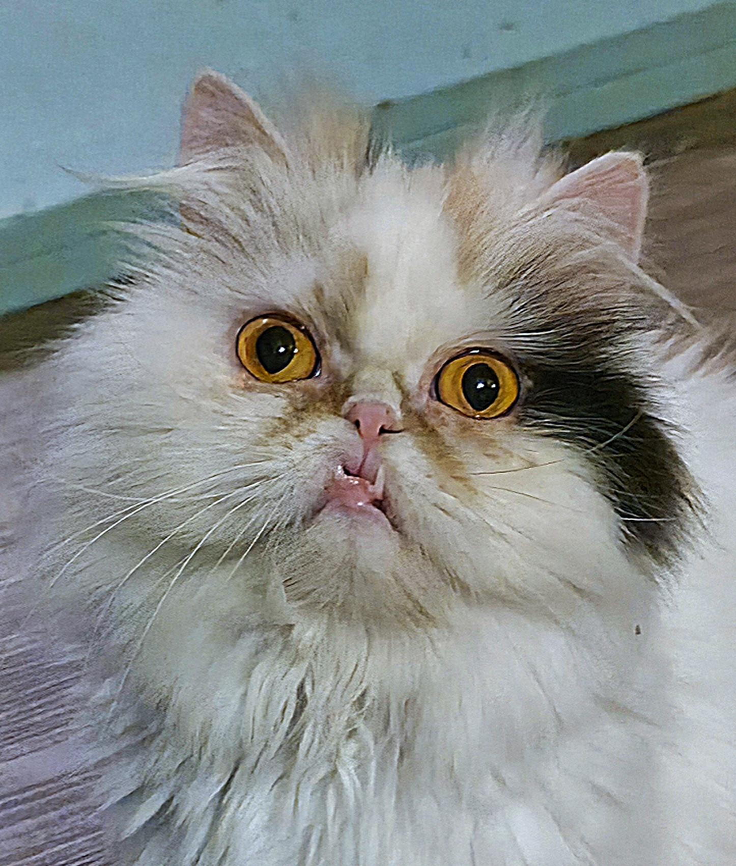 Janie Annie, ADOPTABLE, Young Female Persian.