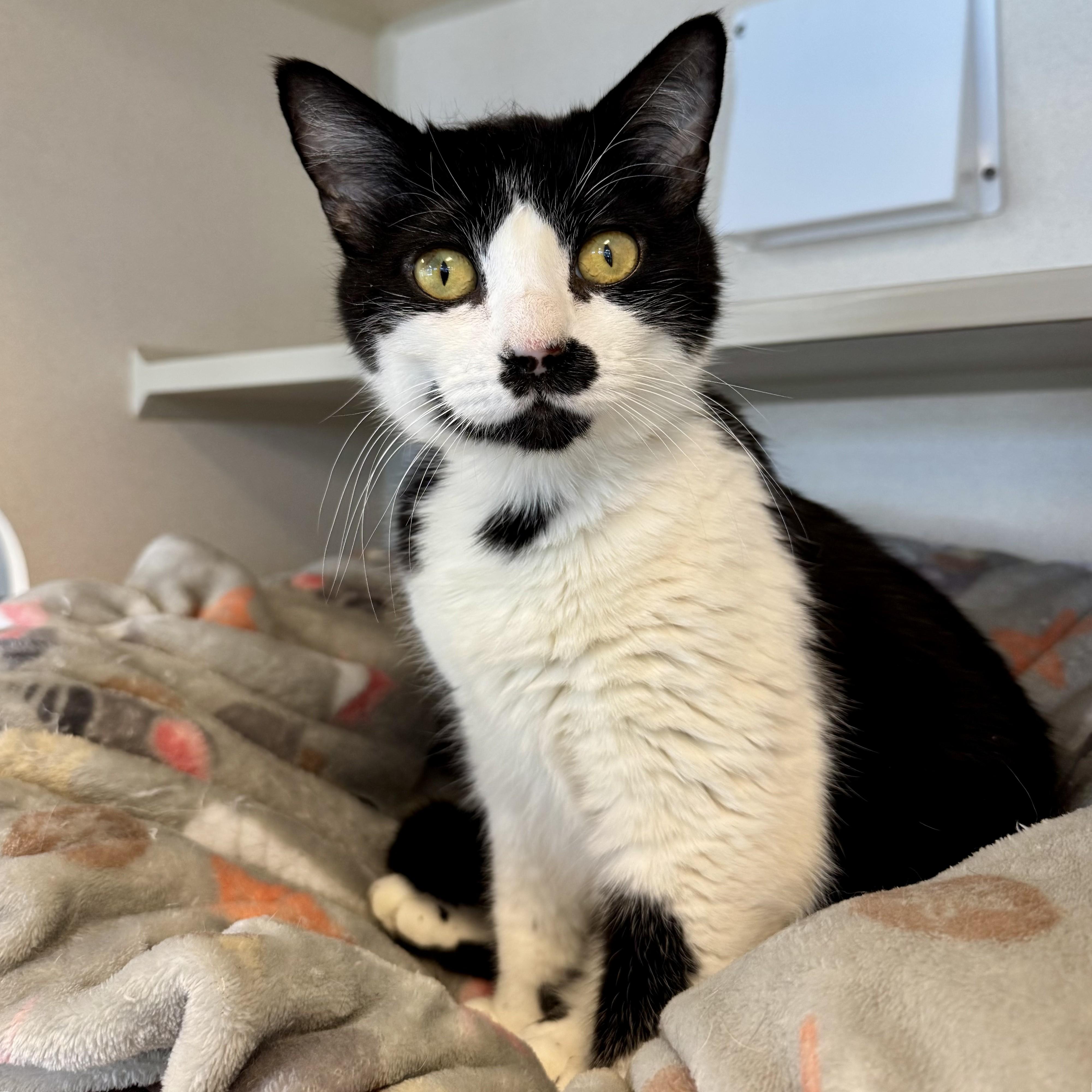 Enlarge Finna, a ADOPTABLE Domestic Short Hair in Eatontown, NJ image 4/6