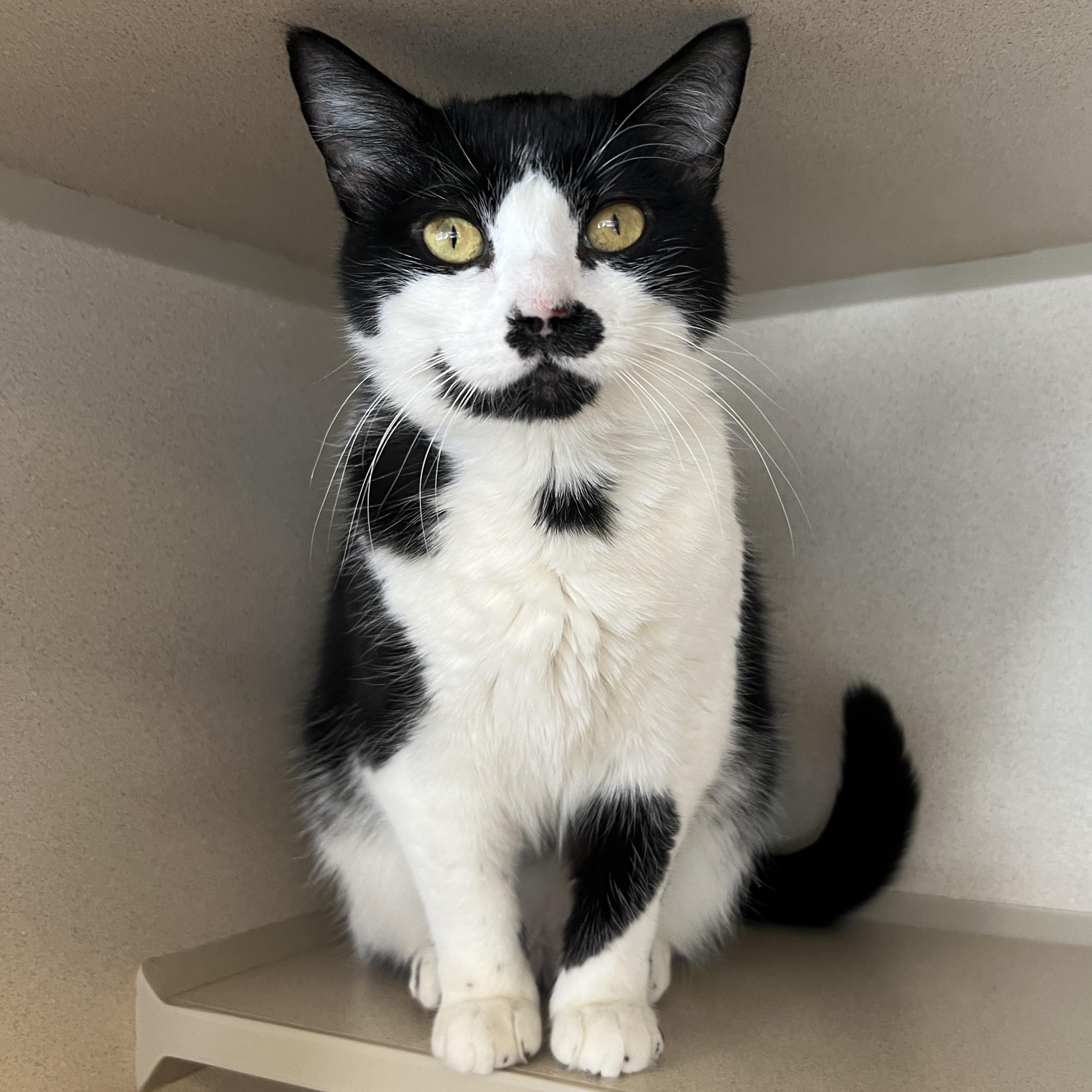 Enlarge Finna, a ADOPTABLE Domestic Short Hair in Eatontown, NJ image 1/6