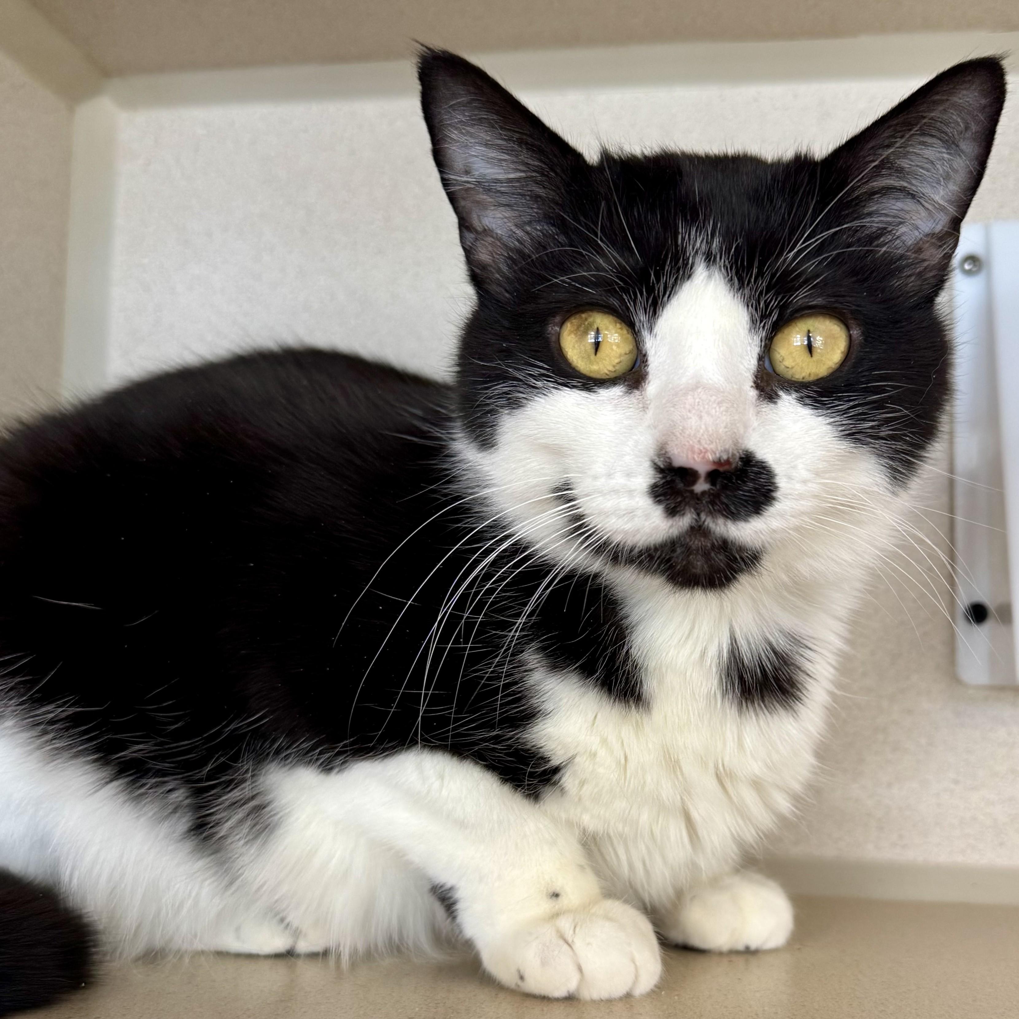 Enlarge Finna, a ADOPTABLE Domestic Short Hair in Eatontown, NJ image 6/6