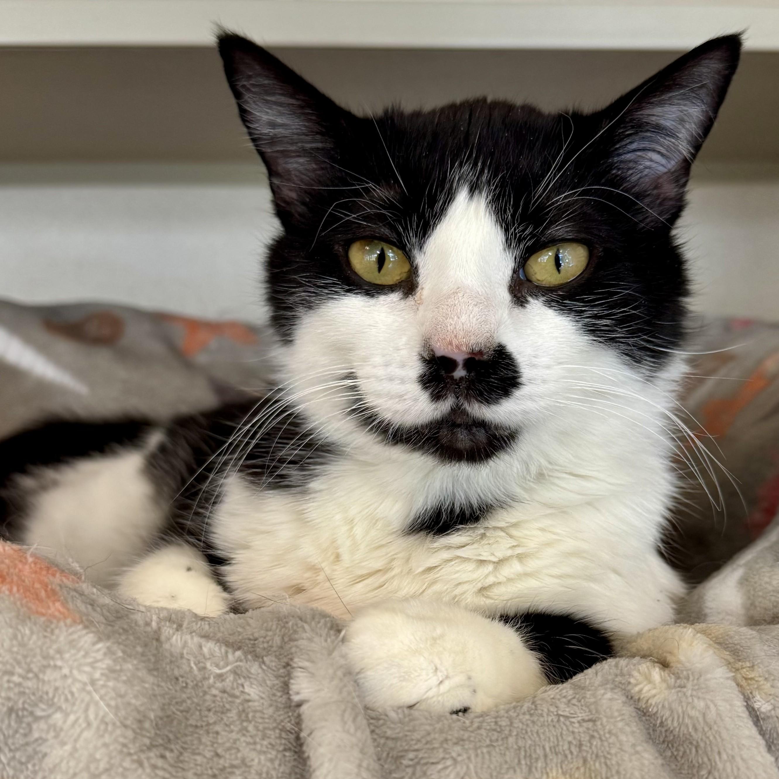 Enlarge Finna, a ADOPTABLE Domestic Short Hair in Eatontown, NJ image 2/6