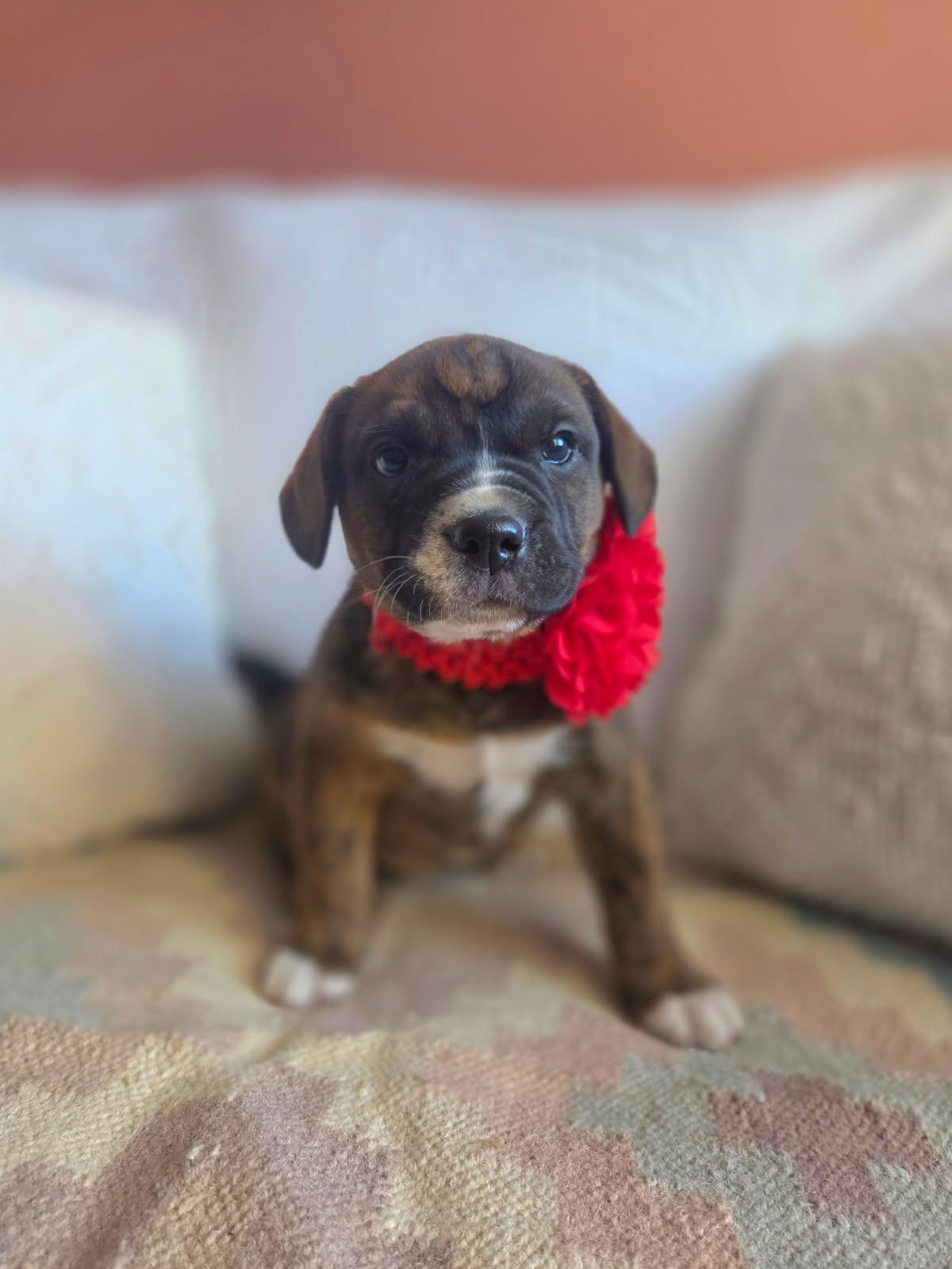 Lolita