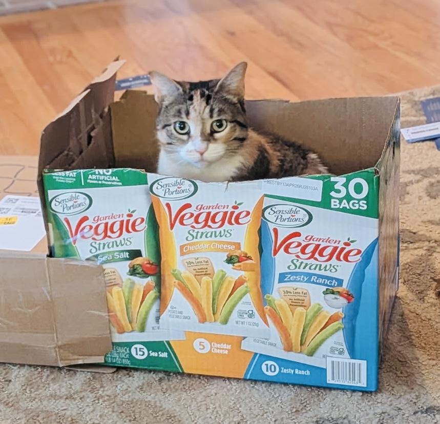 Sophie, an adopted Domestic Short Hair in St. Clair, MI image 3/3