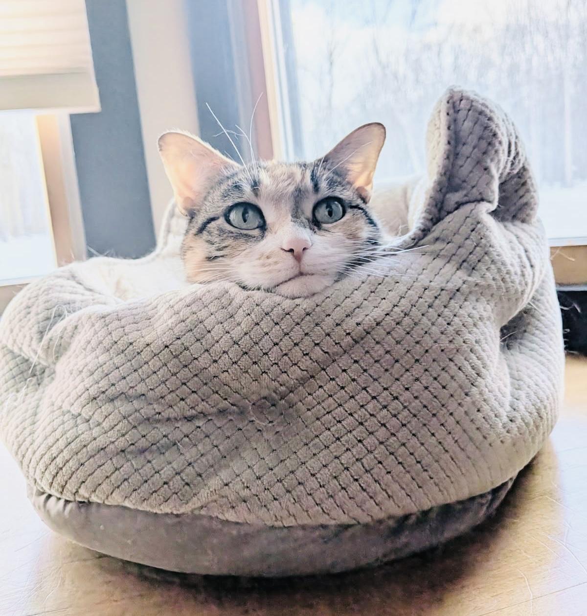 Sophie, adopted, Adult Female Domestic Short Hair.