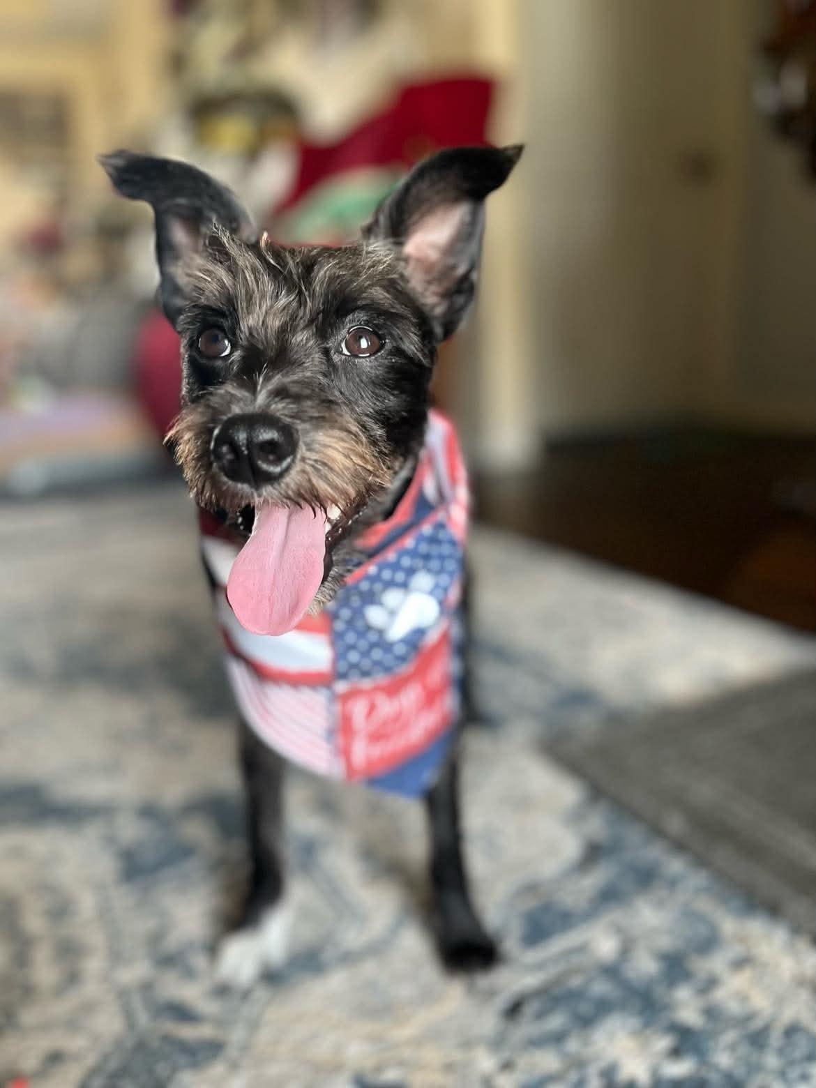 Prince, adopted, Adult Male Schnauzer.