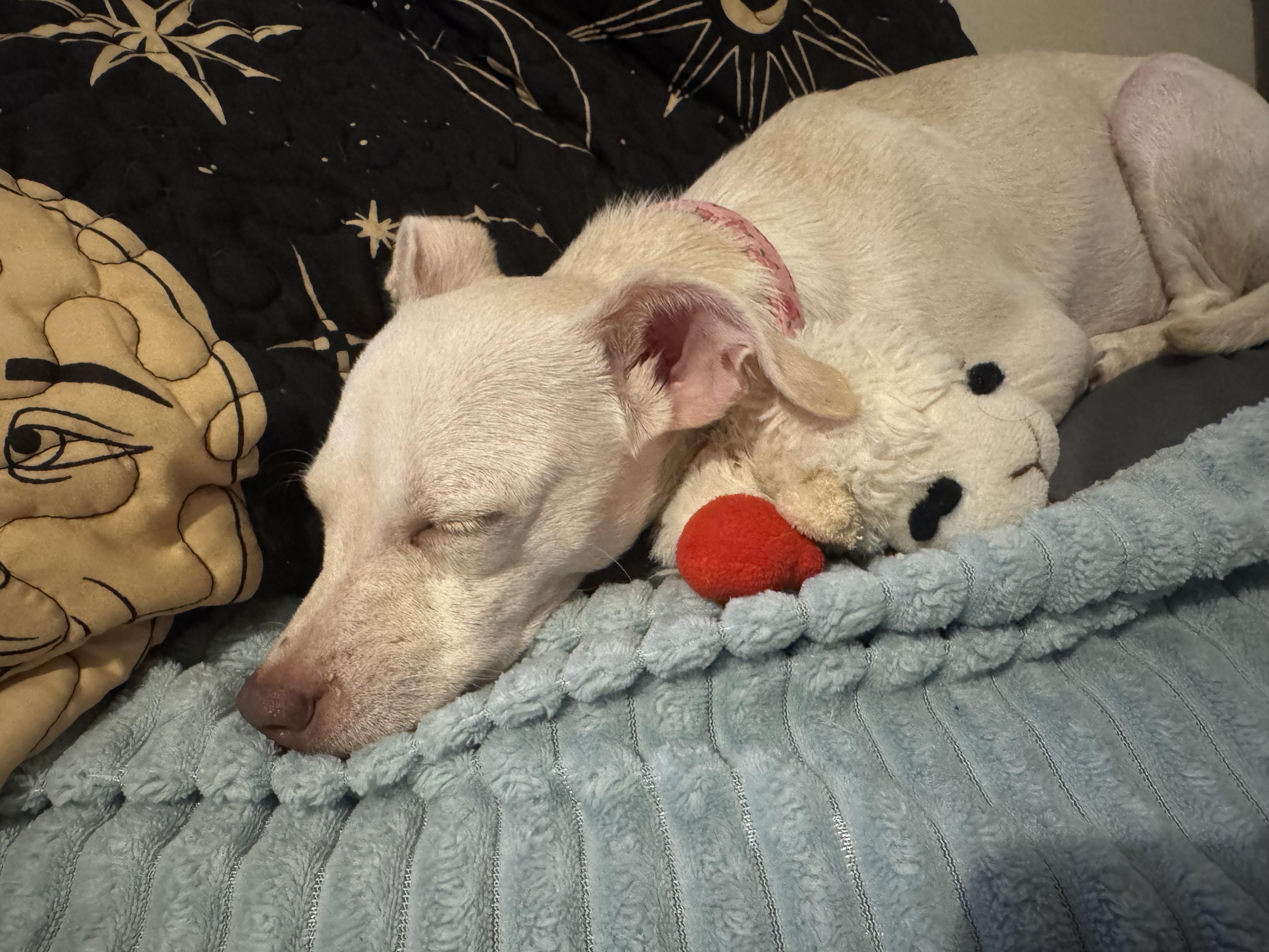 Enlarge Marnie, a Adoptable mixed breed in Louisville, KY image 4/6