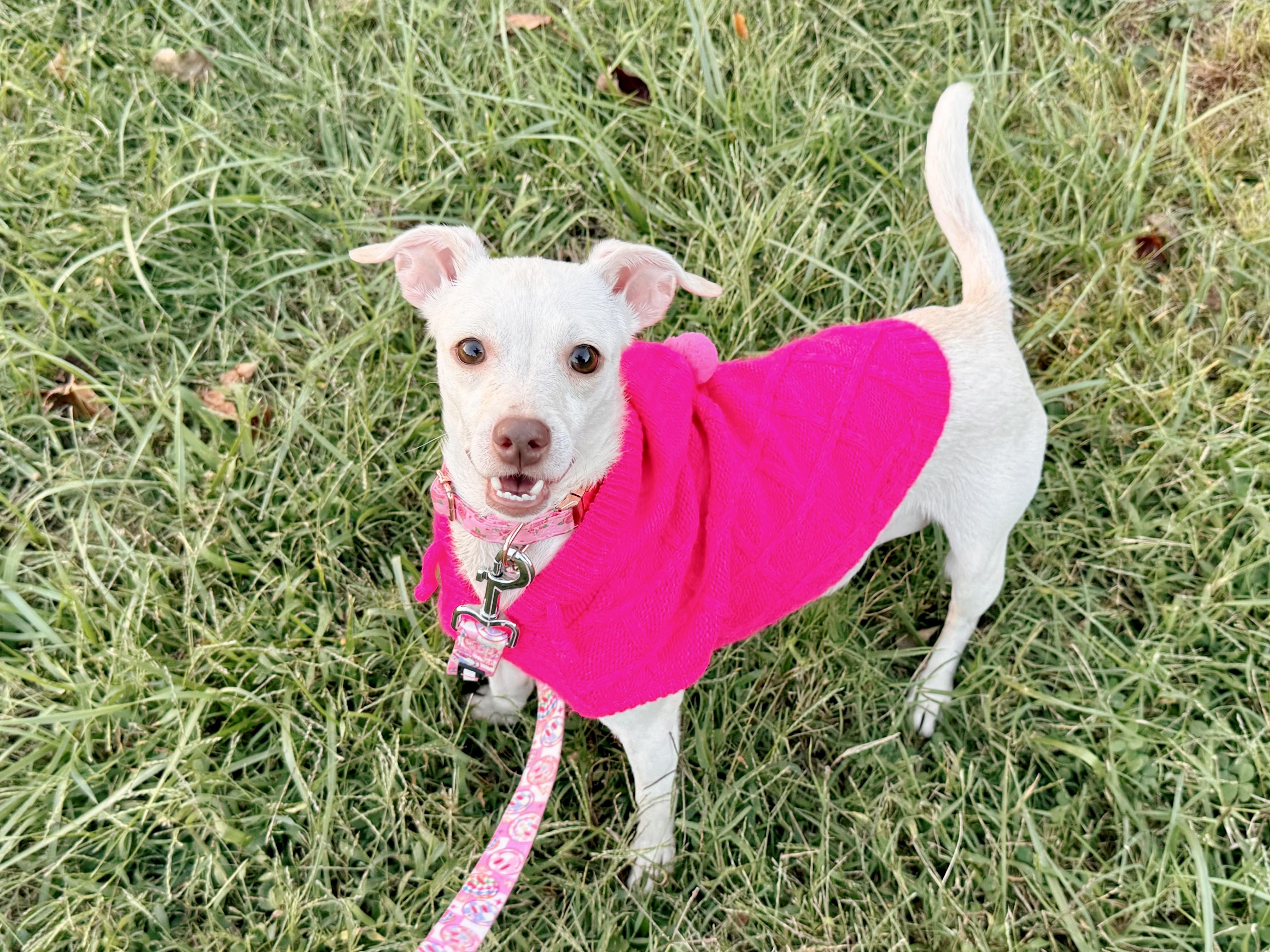 Enlarge Marnie, a Adoptable mixed breed in Louisville, KY image 3/6