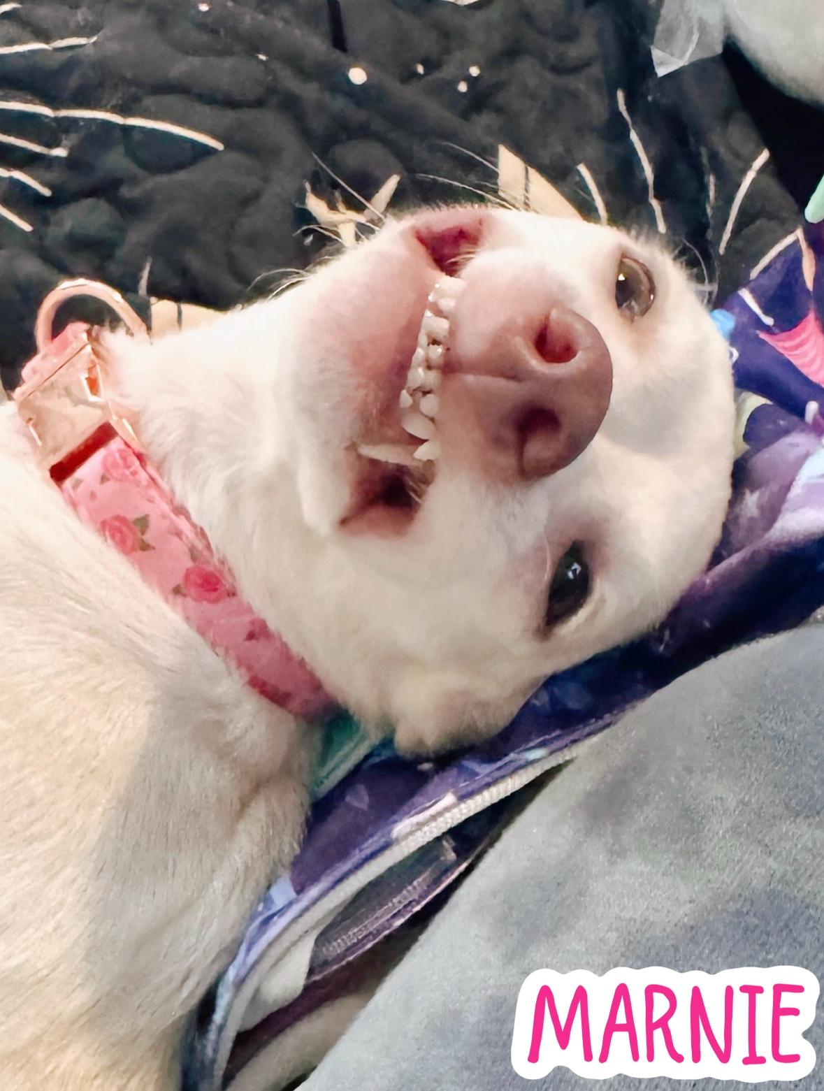 Enlarge Marnie, a Adoptable mixed breed in Louisville, KY image 5/6