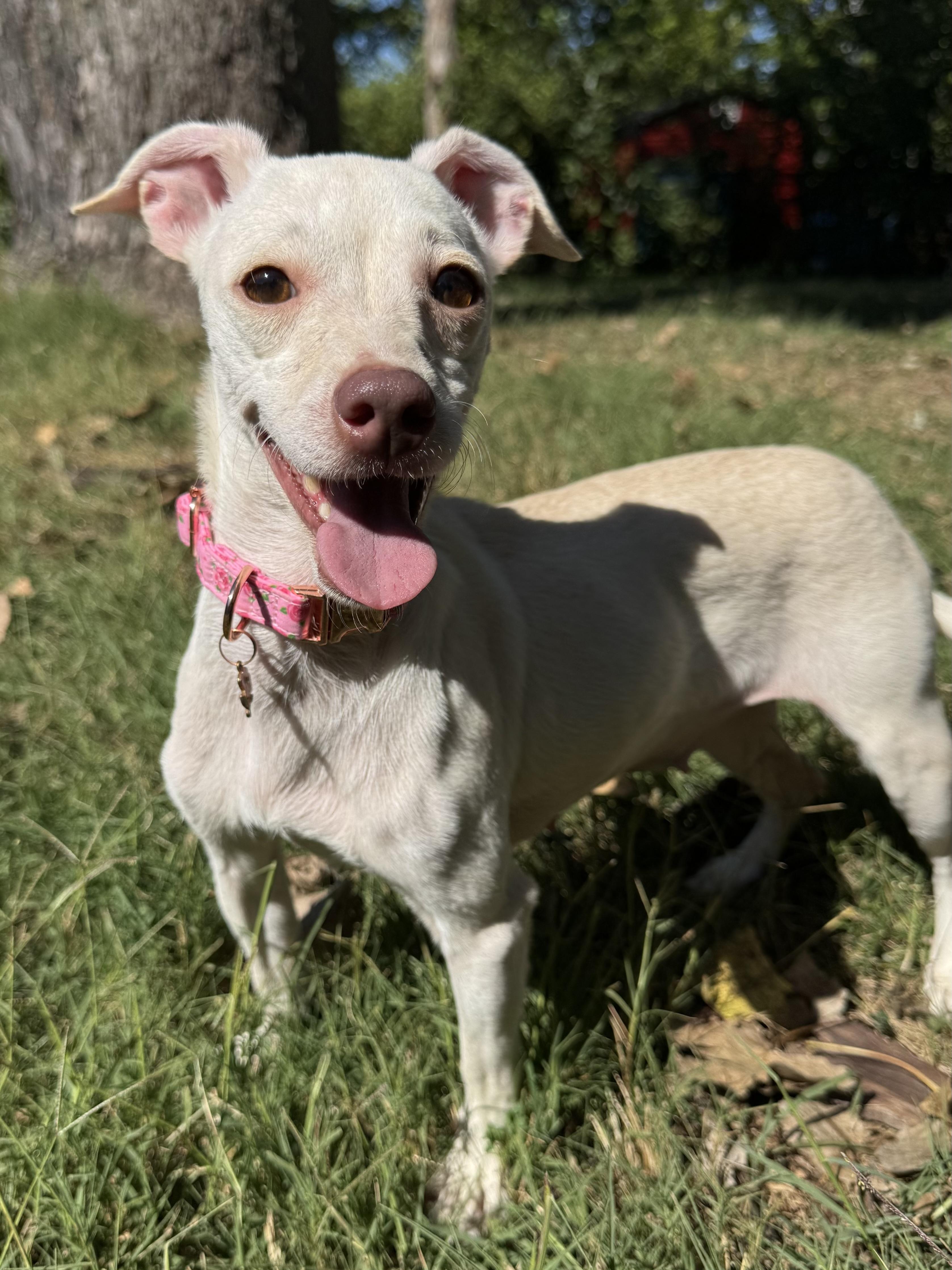 Enlarge Marnie, a Adoptable mixed breed in Louisville, KY image 6/6