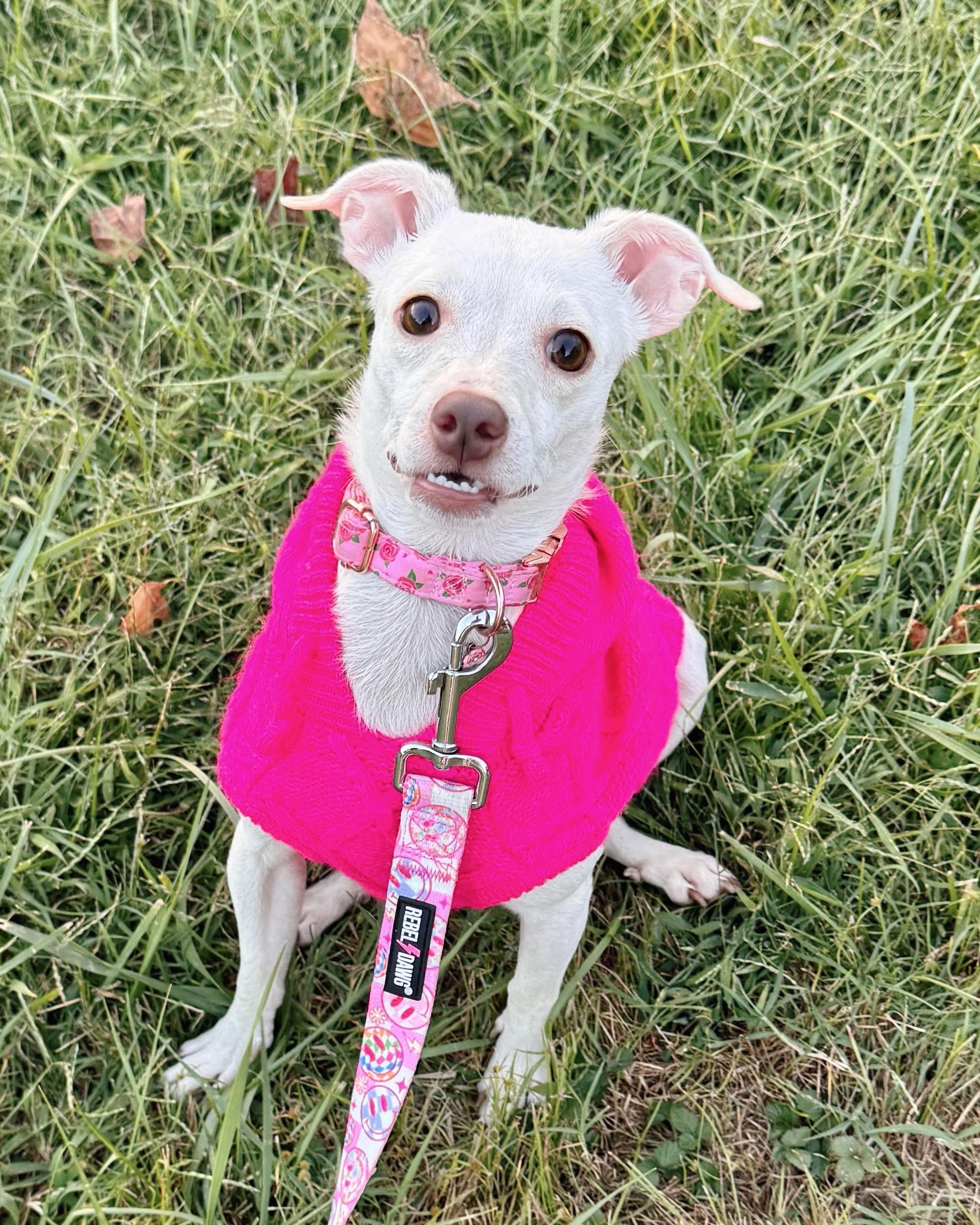 Enlarge Marnie, a Adoptable mixed breed in Louisville, KY image 2/6