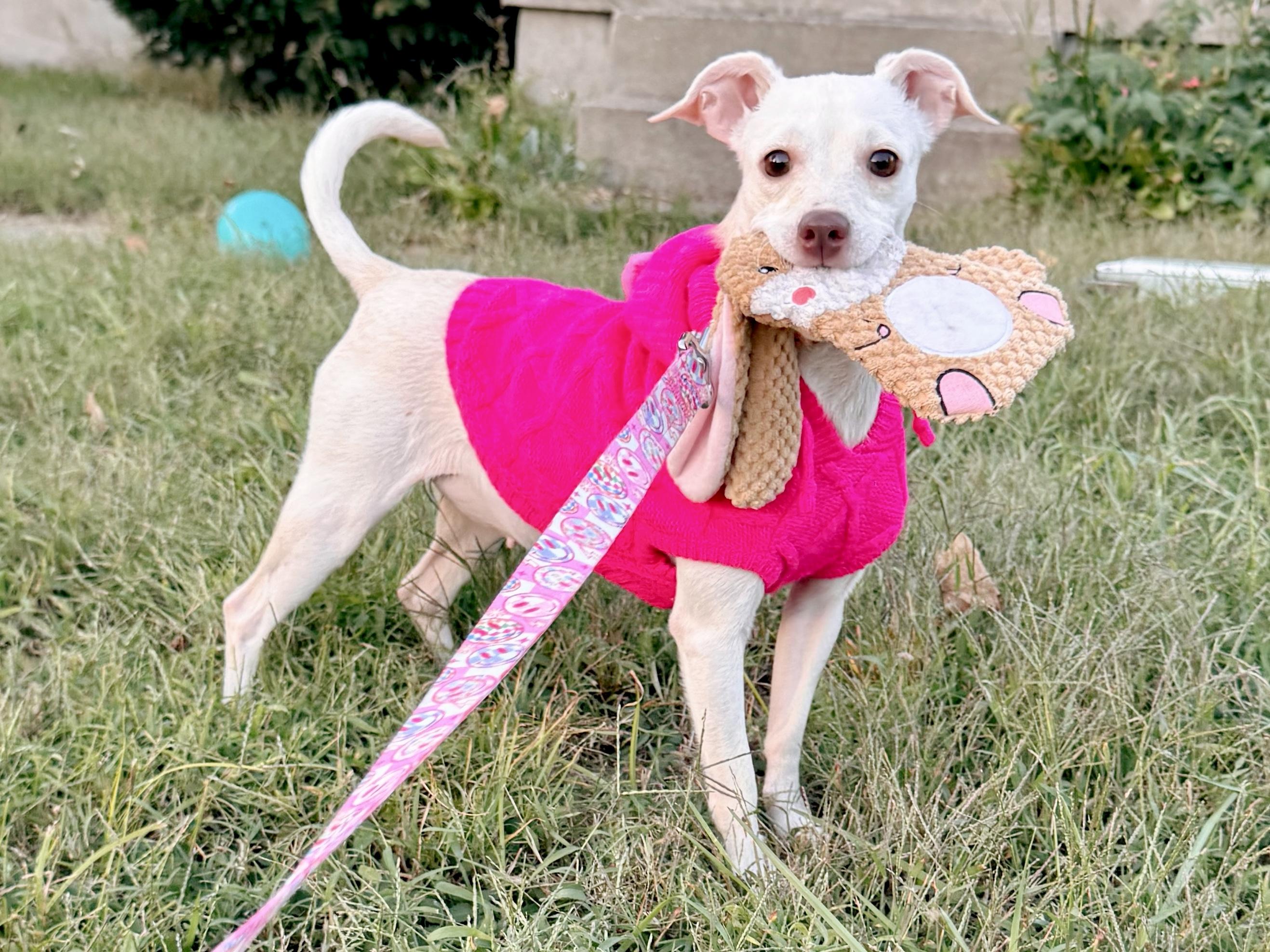 Enlarge Marnie, a Adoptable mixed breed in Louisville, KY image 1/6