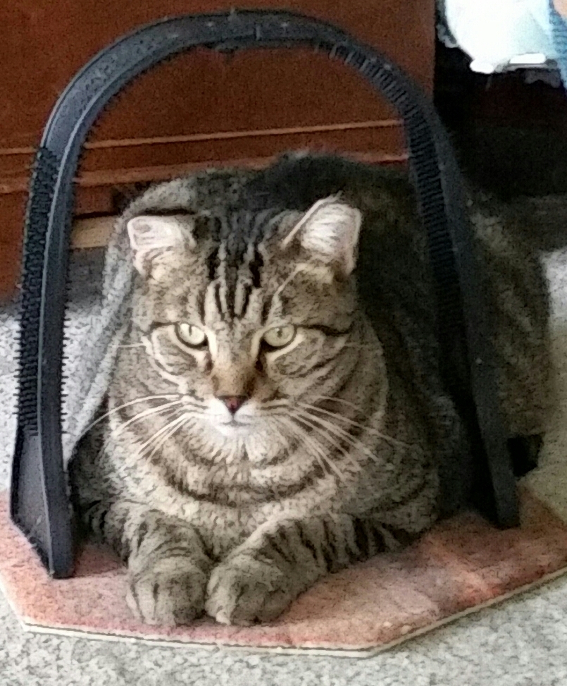 TROUBLE, a Adoptable mixed breed in Sardinia, OH image 1/6