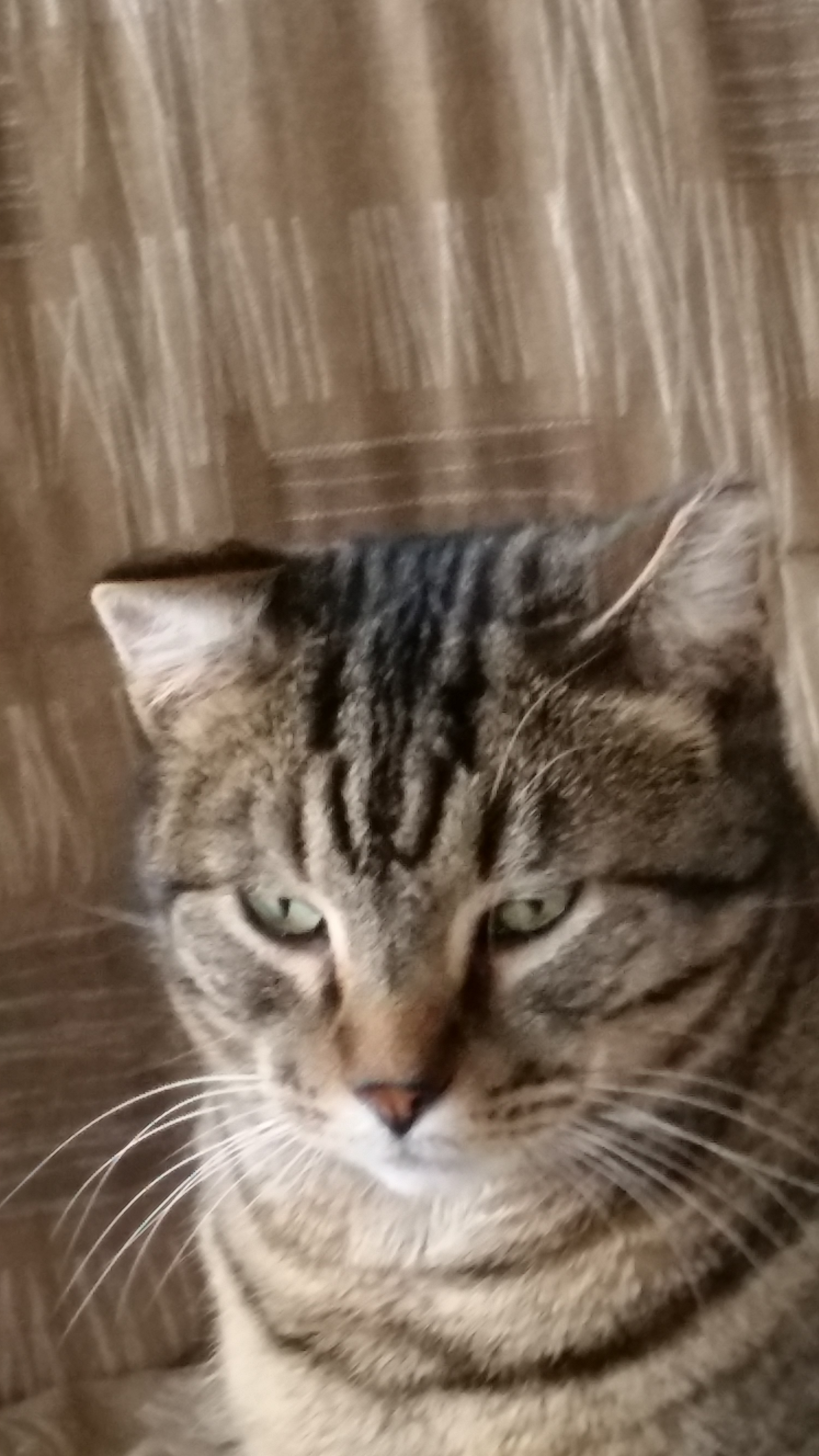 TROUBLE, a Adoptable mixed breed in Sardinia, OH image 2/6