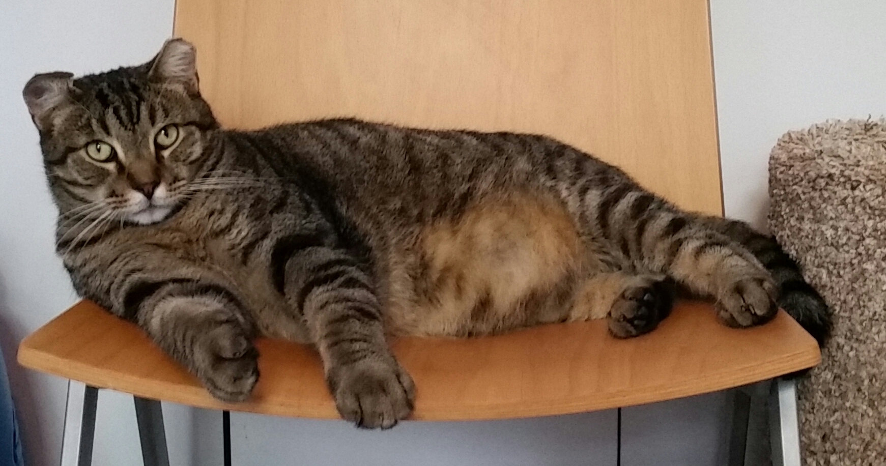 TROUBLE, a Adoptable mixed breed in Sardinia, OH image 3/6