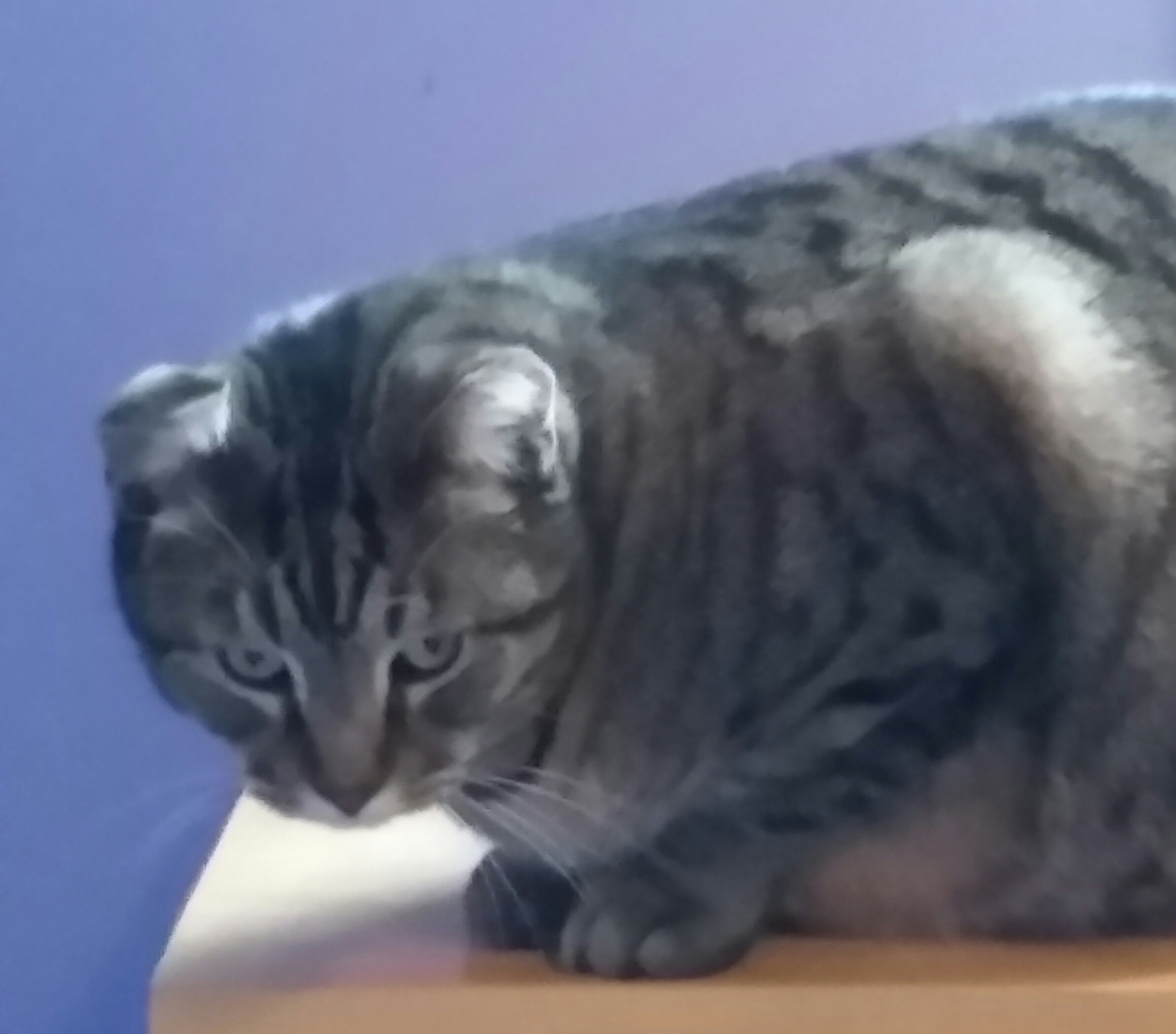 TROUBLE, a Adoptable mixed breed in Sardinia, OH image 5/6