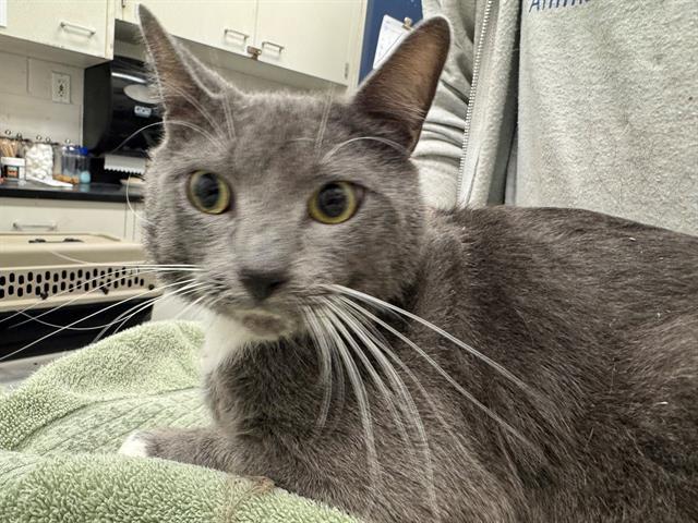 Enlarge FRANCIS, a Adoptable Domestic Short Hair in Peoria, IL image 1/1