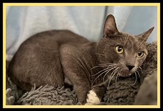 Enlarge FRANCIS, a Adoptable Domestic Short Hair in Peoria, IL image 1/1