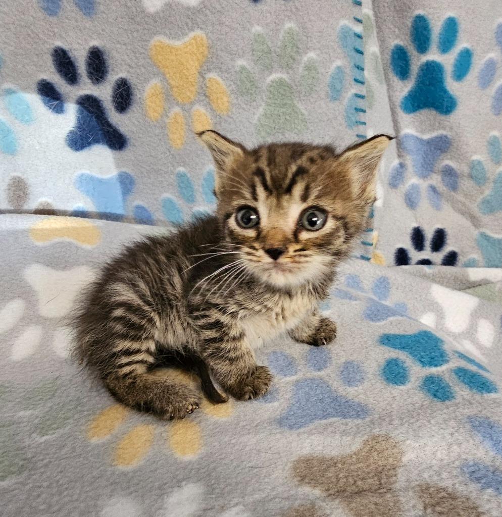 Mary, Adoptable, Kitten Female Domestic Short Hair.